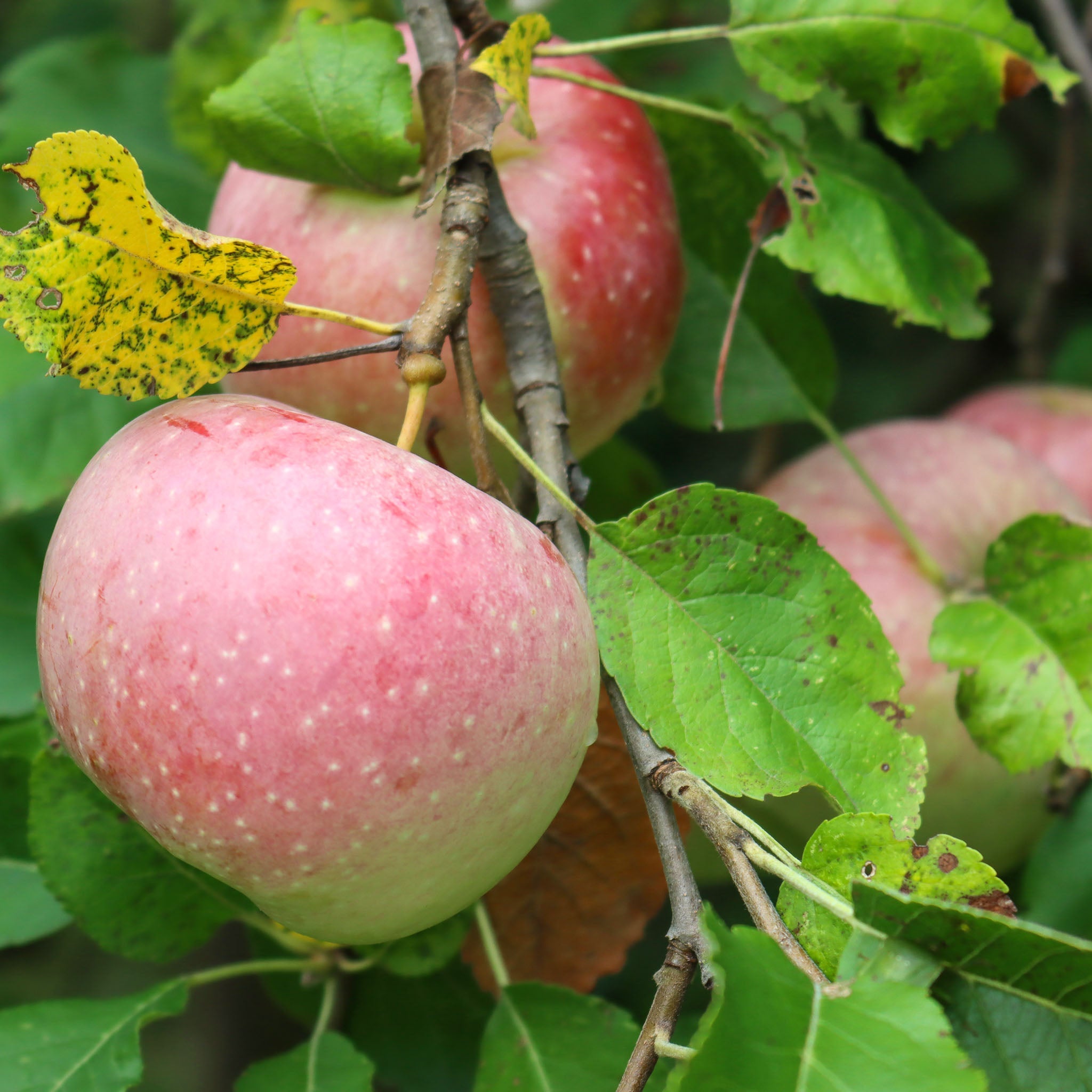 Alles über Apfel
