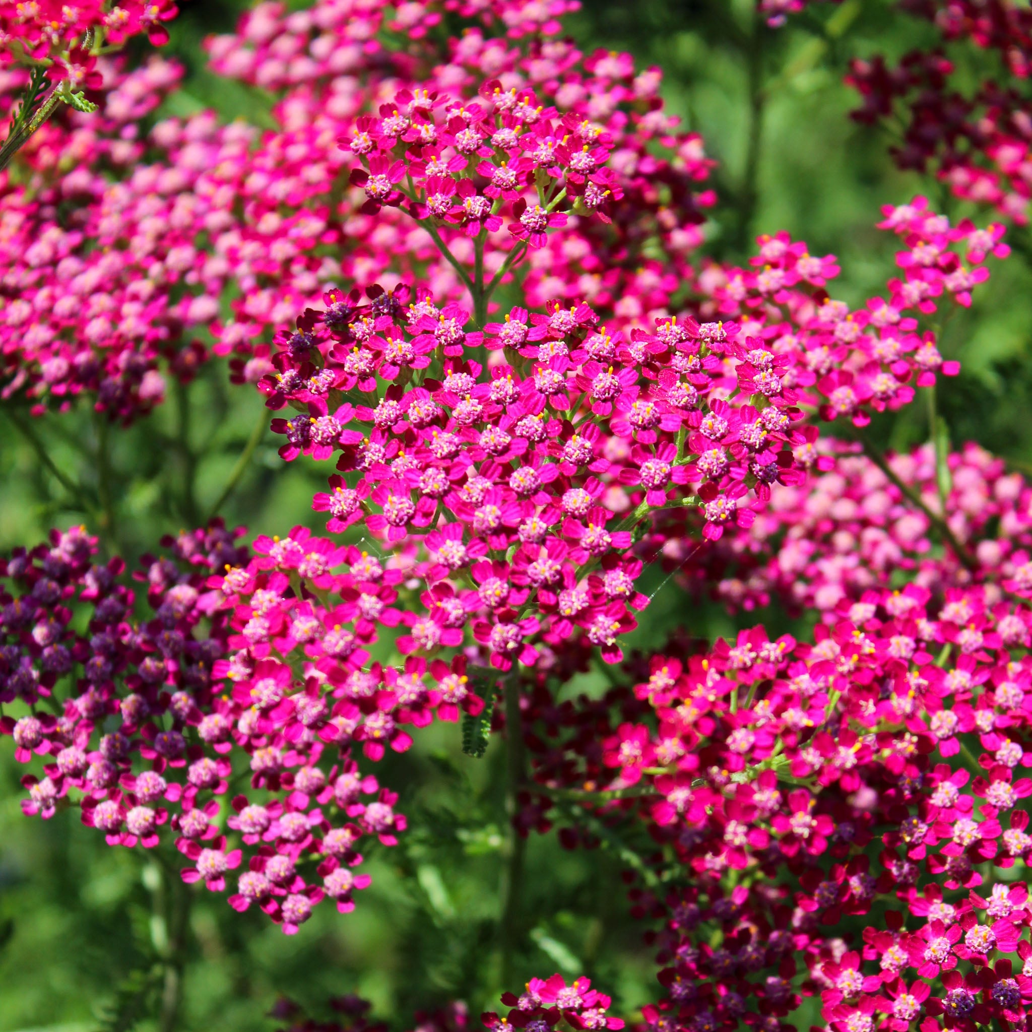 Schafgarbe 'Cerise Queen'