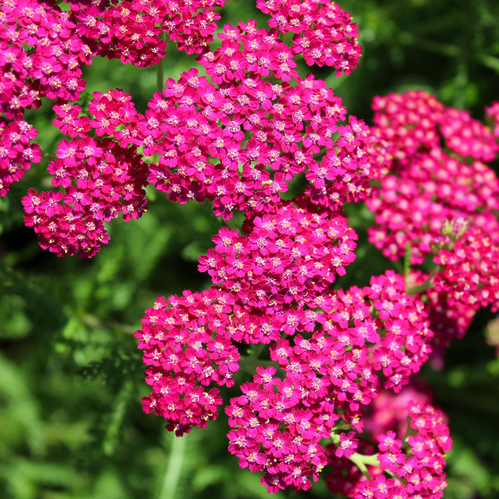 Schafgarbe 'Cerise Queen'