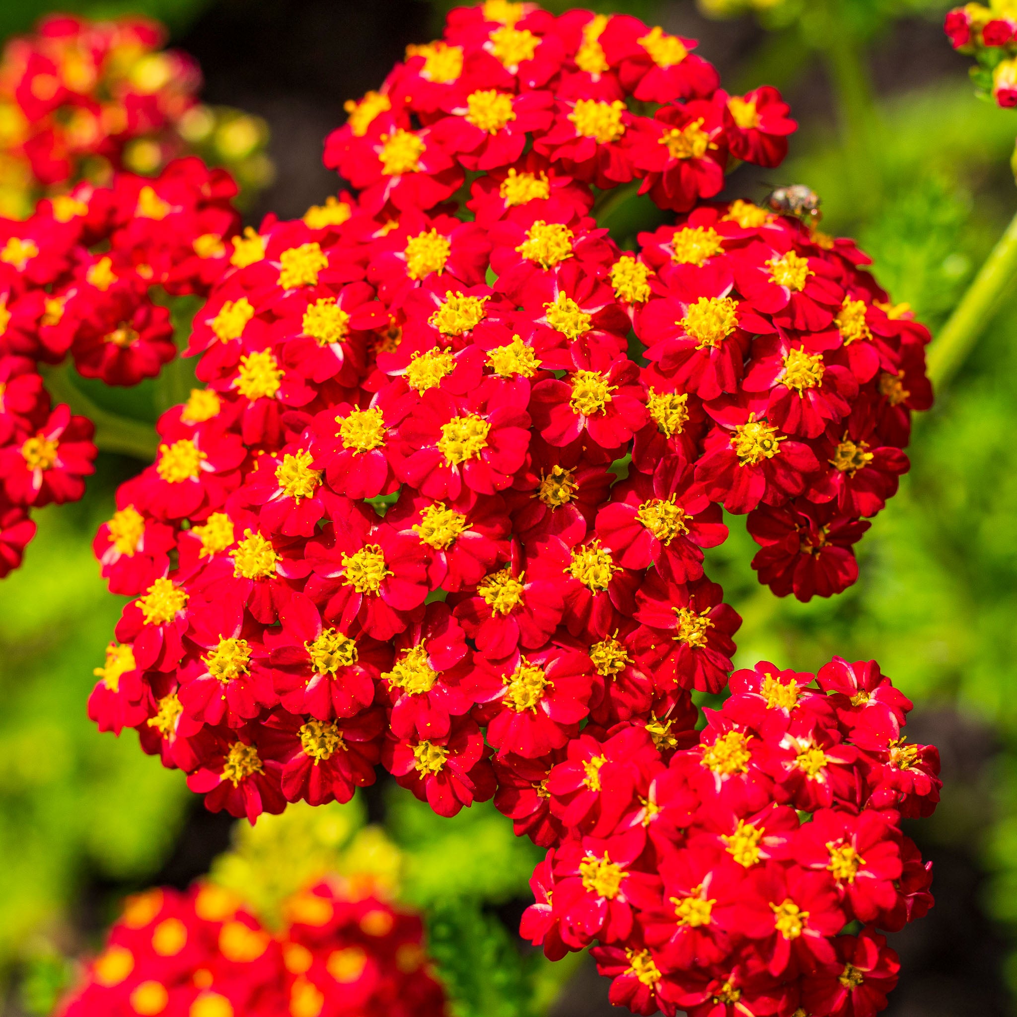 Schafgarbe 'Paprika'