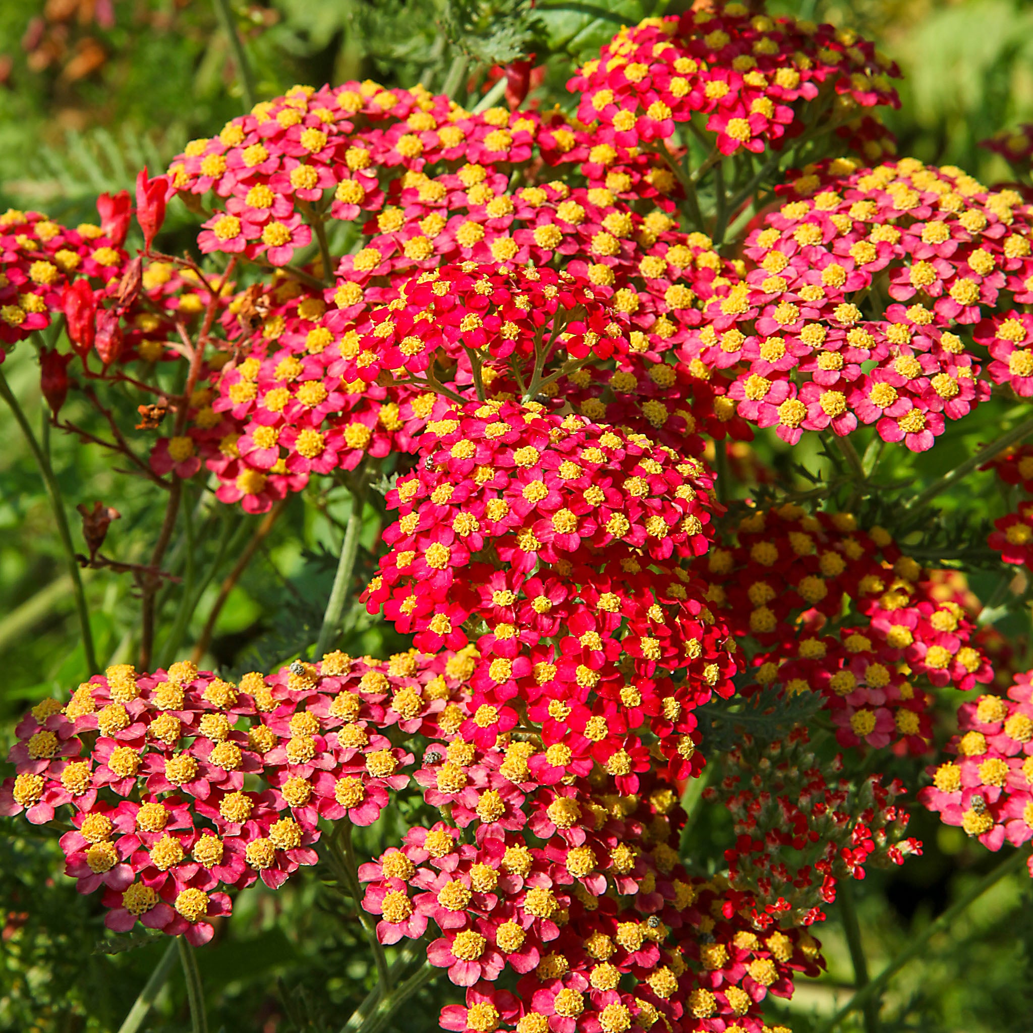 Schafgarbe 'Paprika'