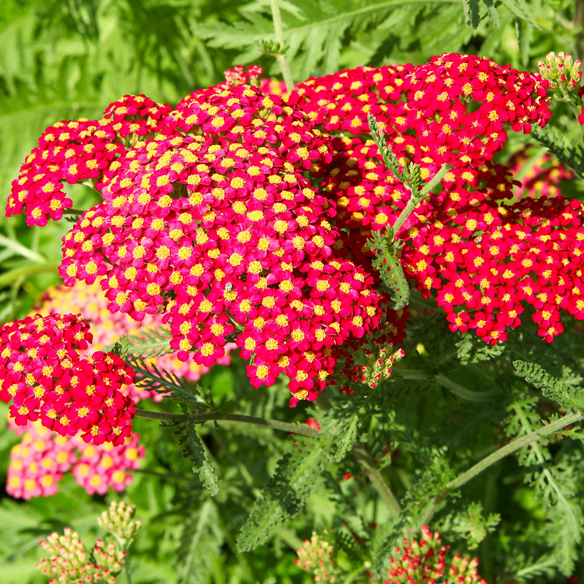Schafgarbe 'Paprika'