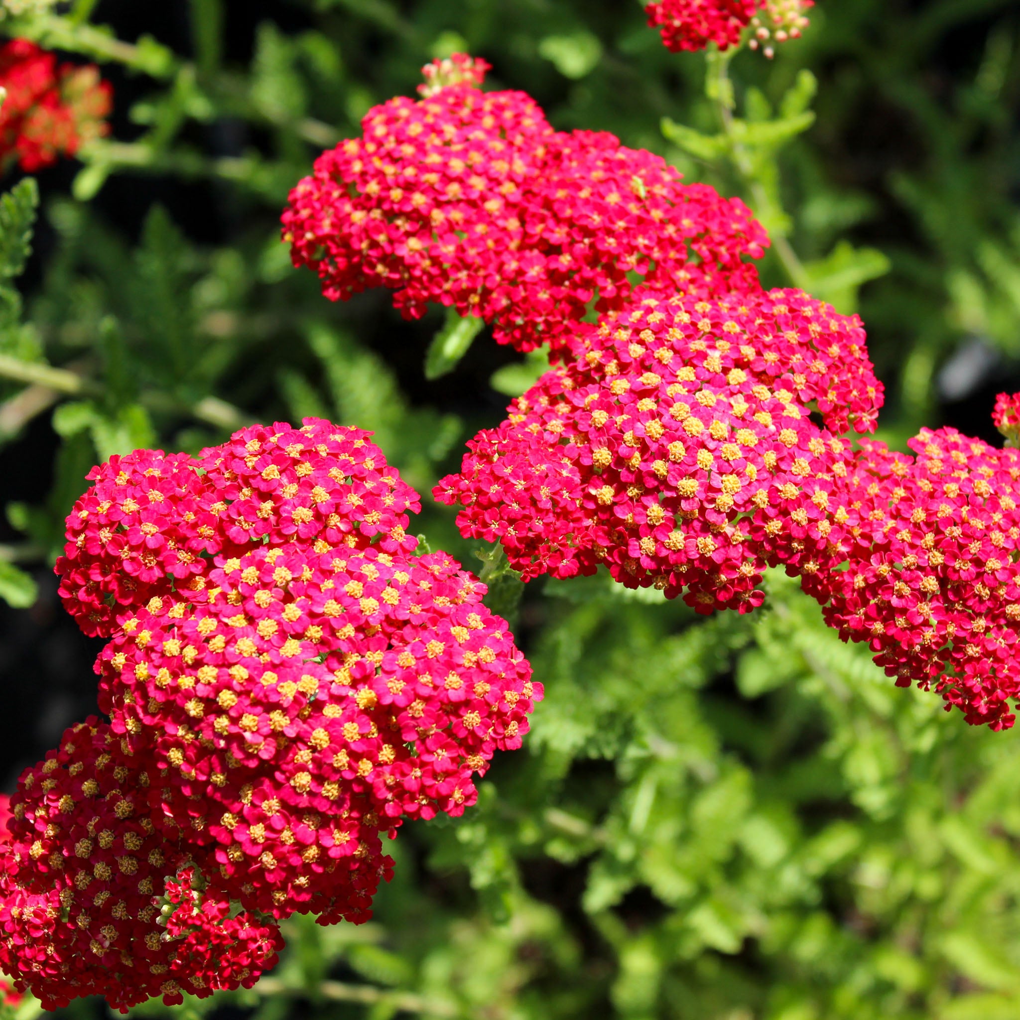 Schafgarbe 'Paprika'