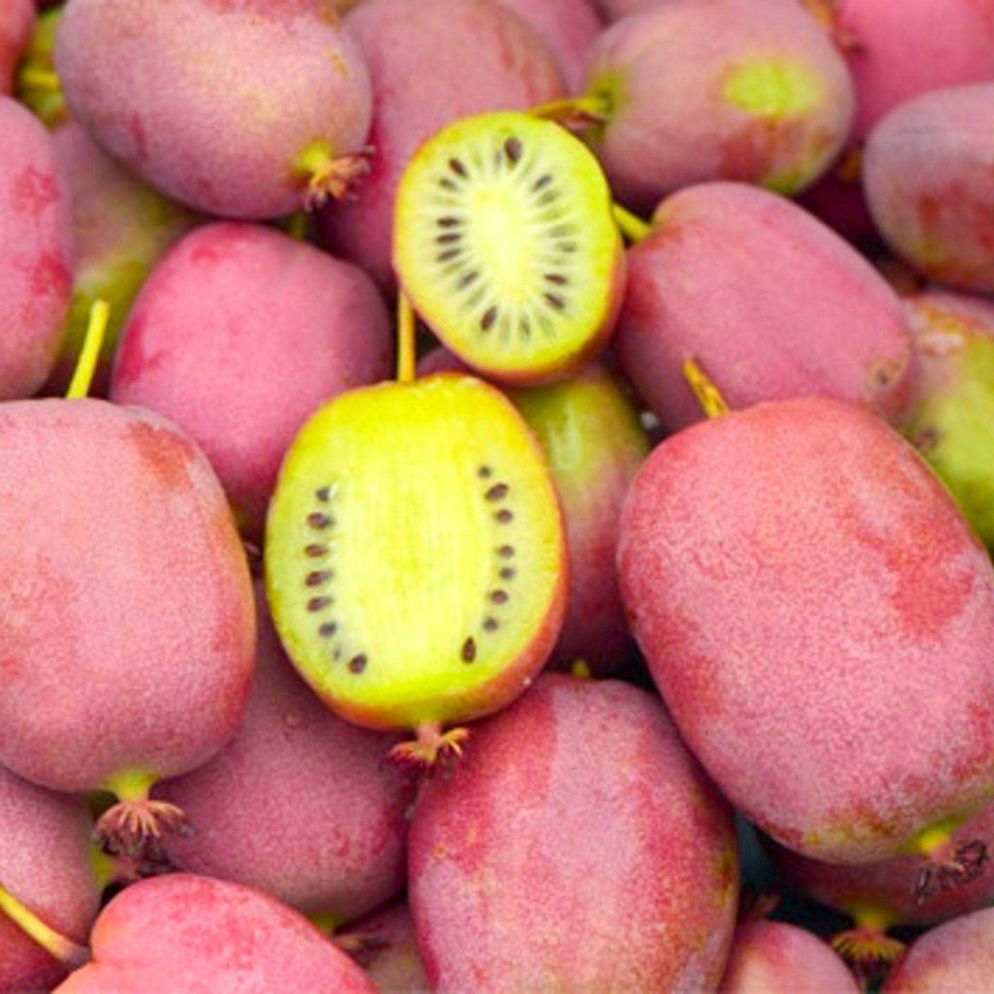 Kiwibeere 'Ananasnaya'