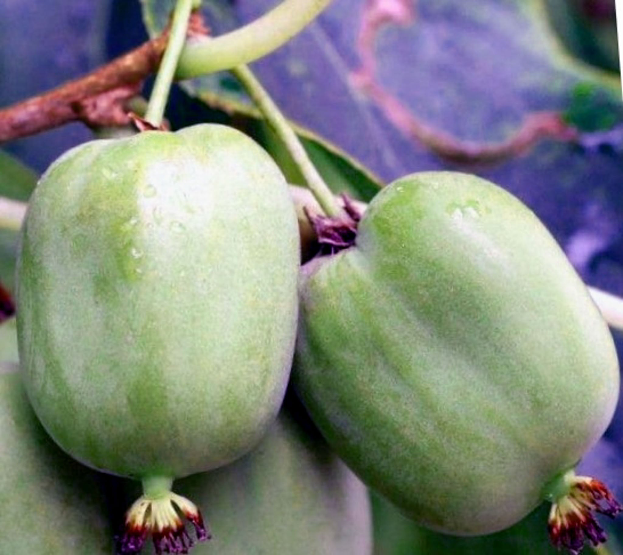 Kiwibeere 'Chang Bai Giant'