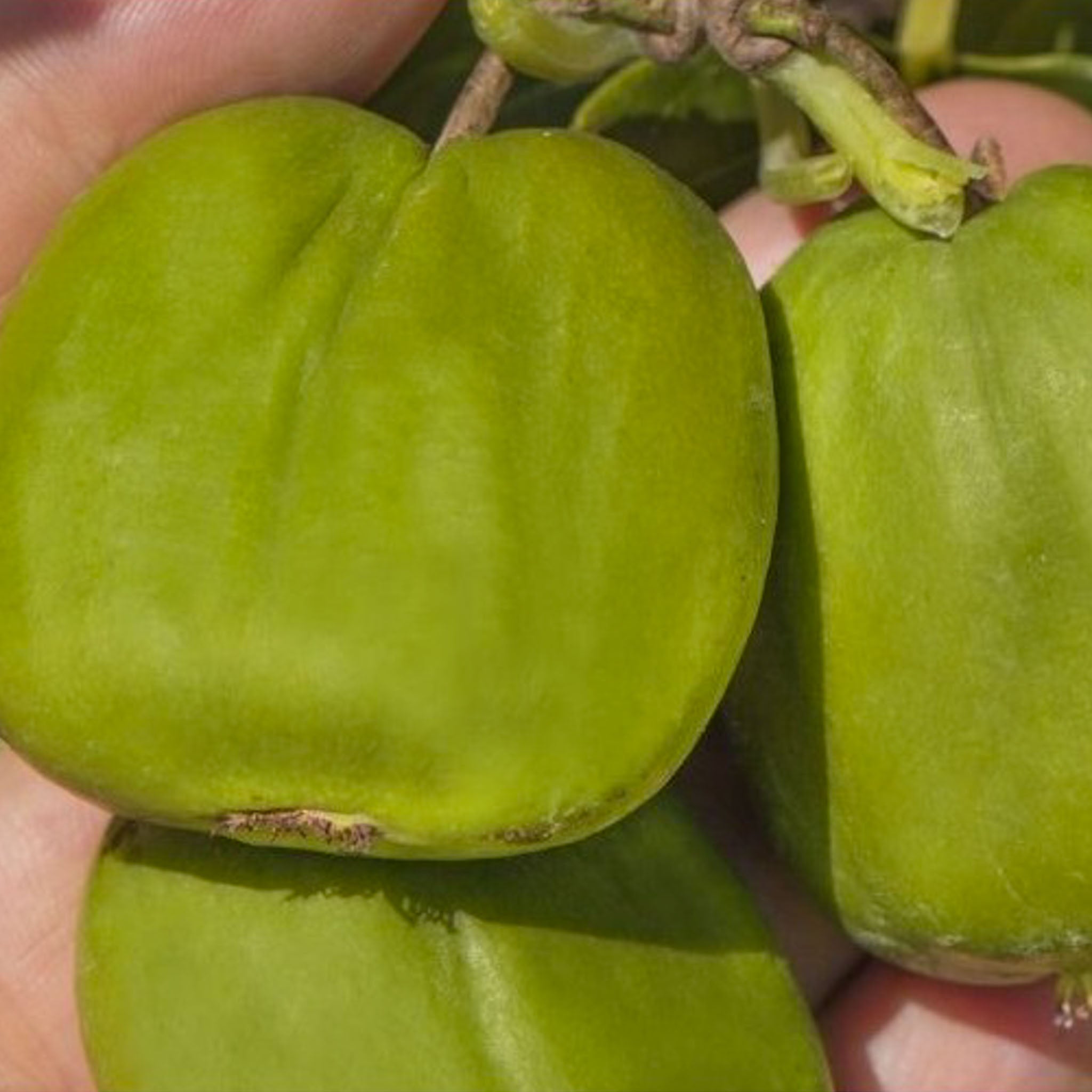 Kiwibeere 'Chang Bai Giant'