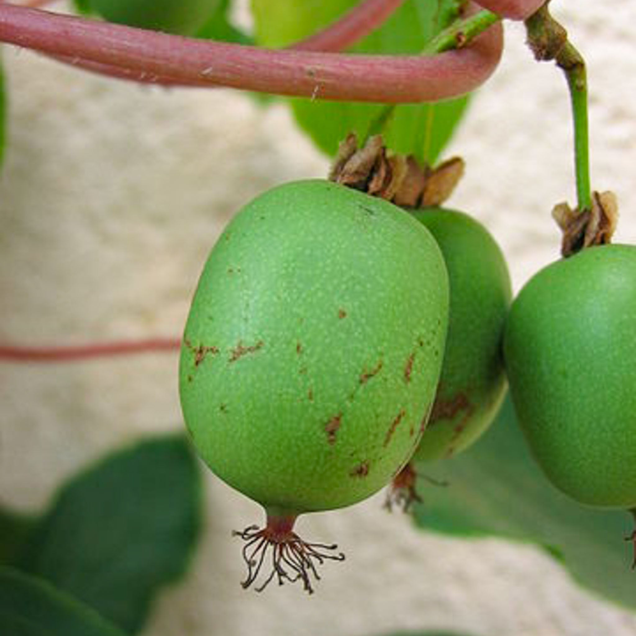 Kiwibeere 'Geneva'