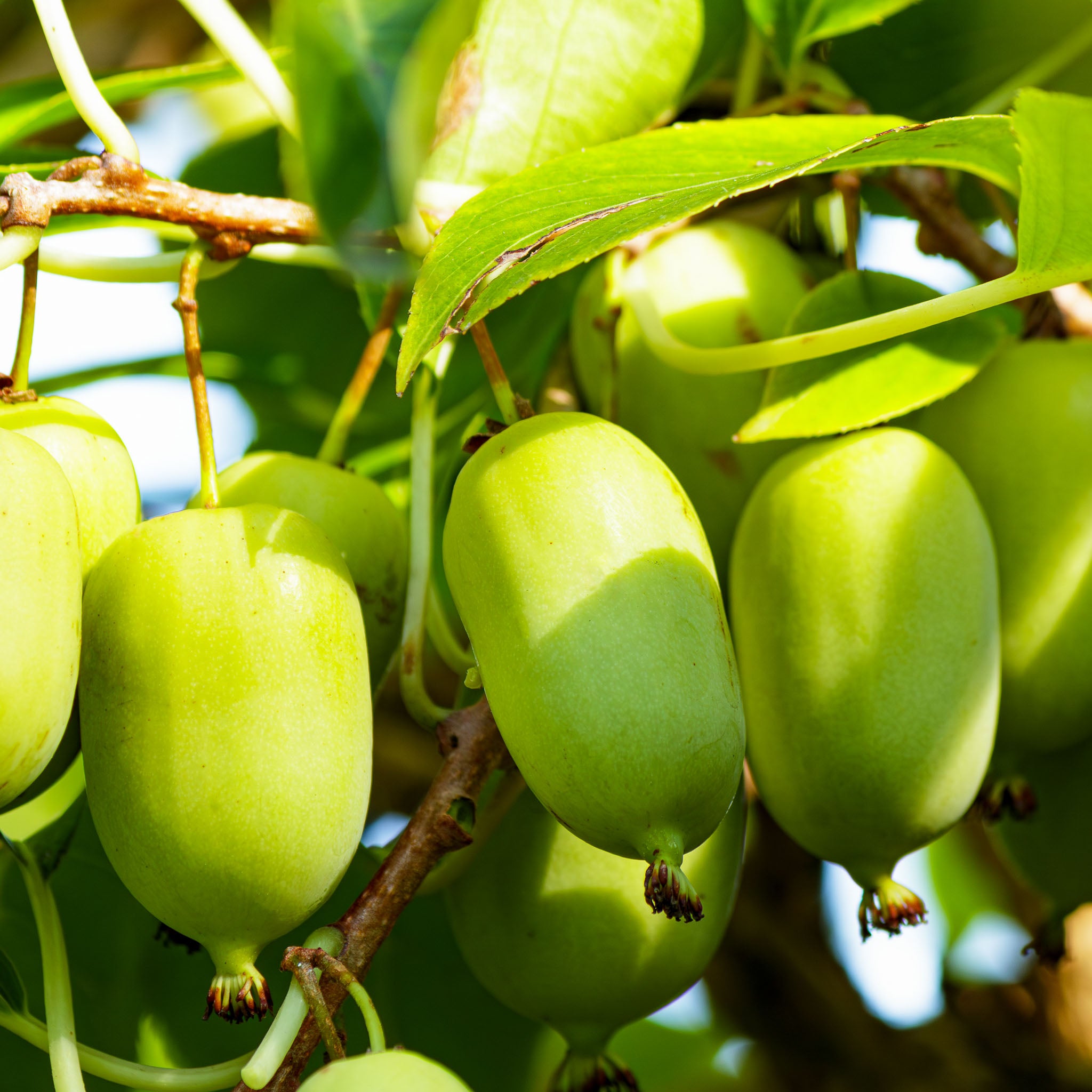 Kiwibeere 'Issai‘