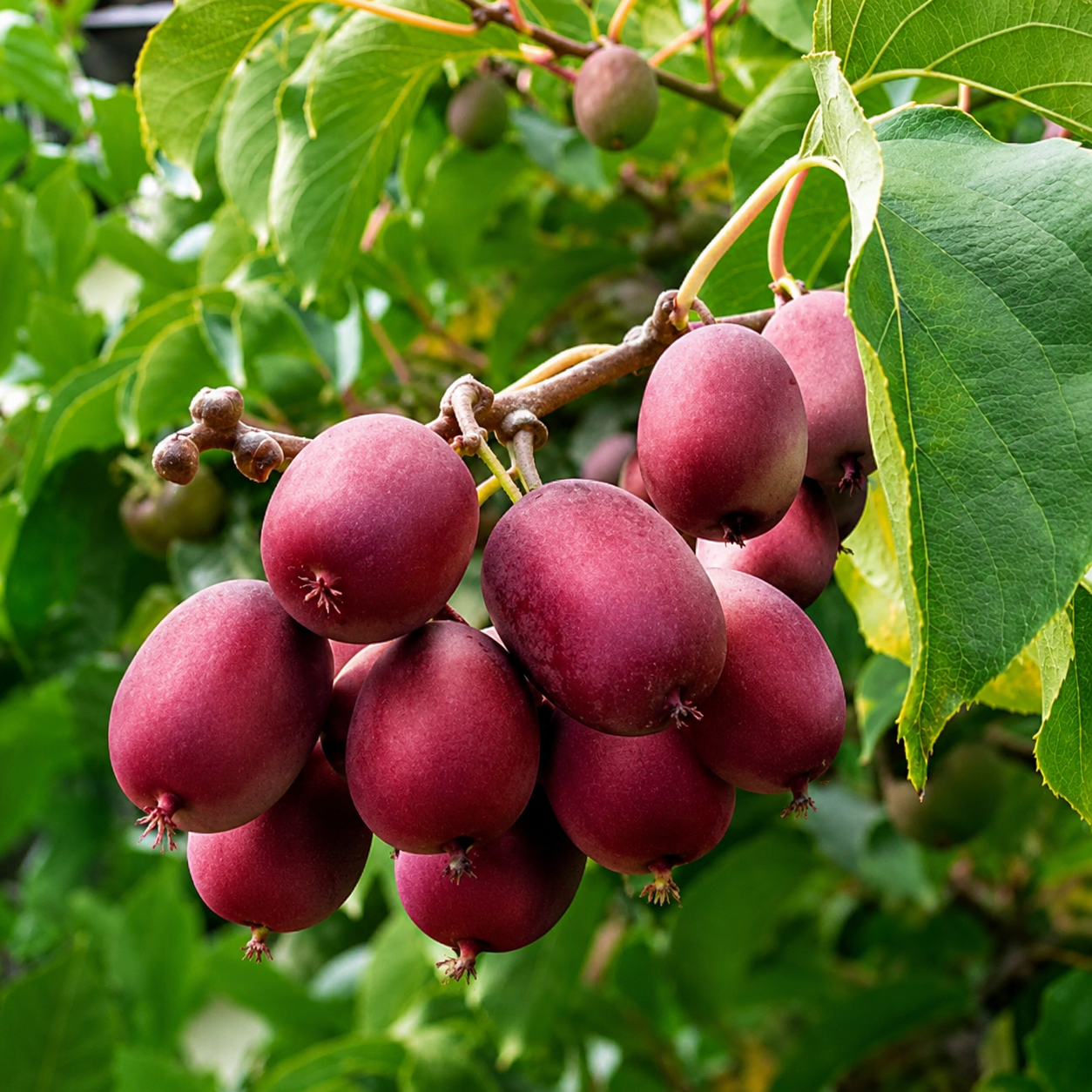 Kiwibeere 'Ken’s Red'