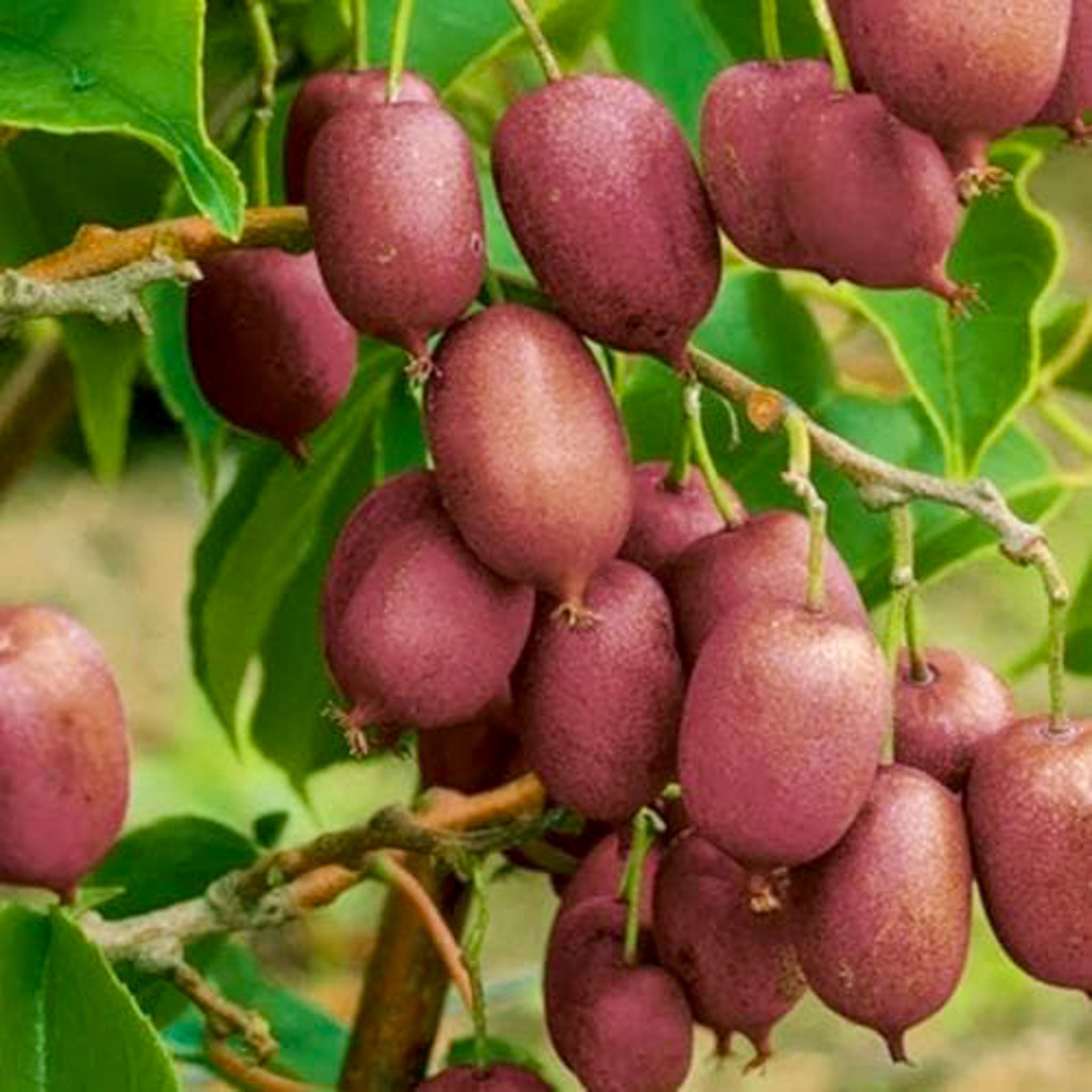 Kiwibeere 'Ken’s Red'