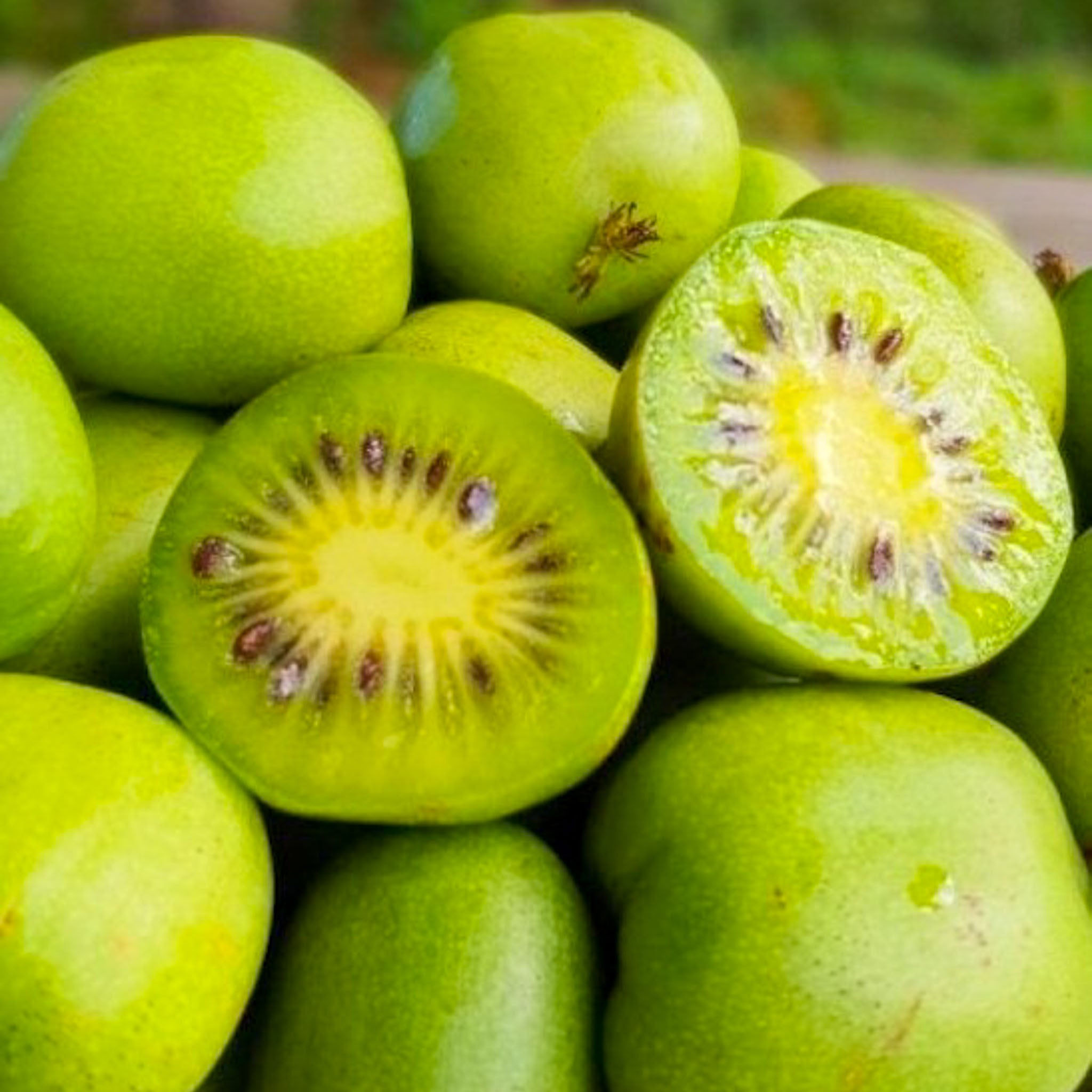Kiwibeere 'Kokuwa'