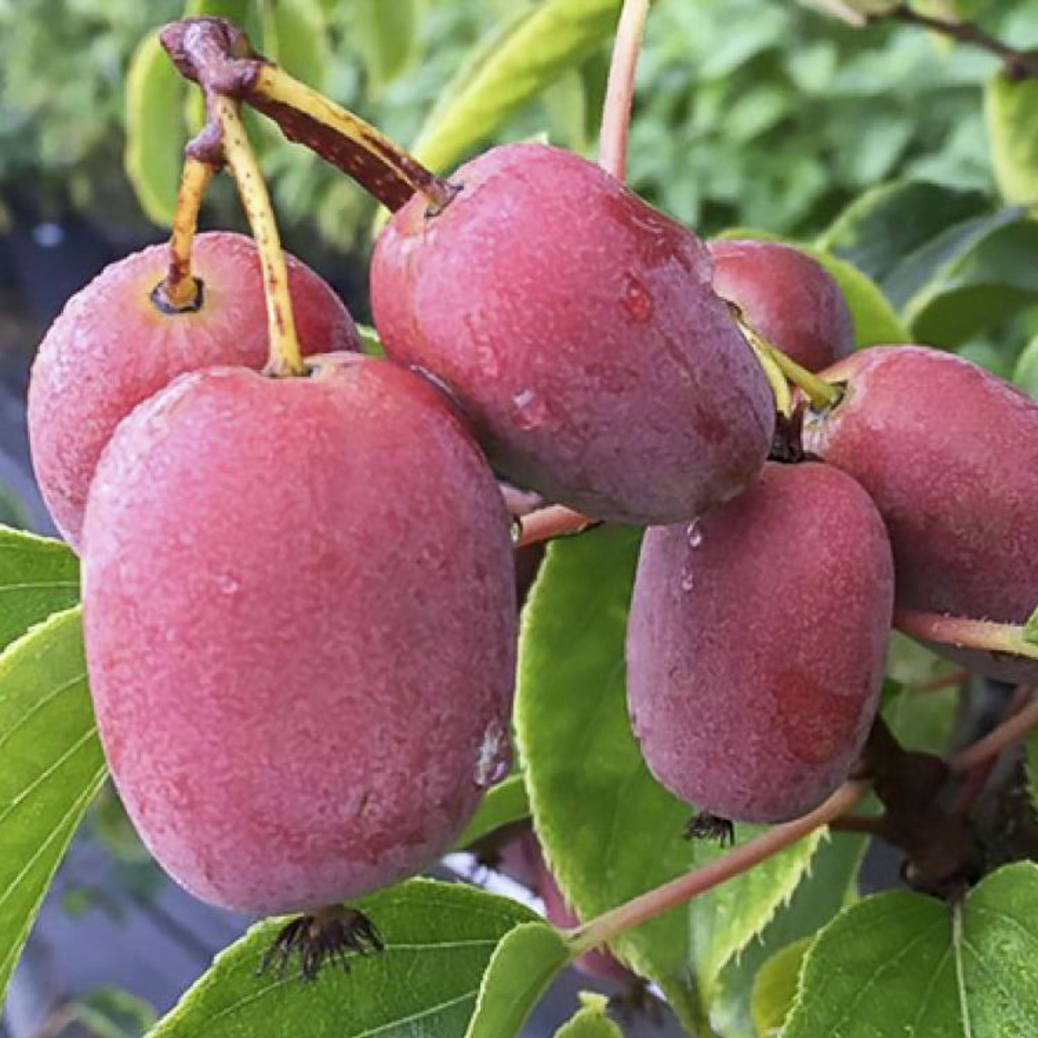 Kiwibeere 'Pink Jumbo'