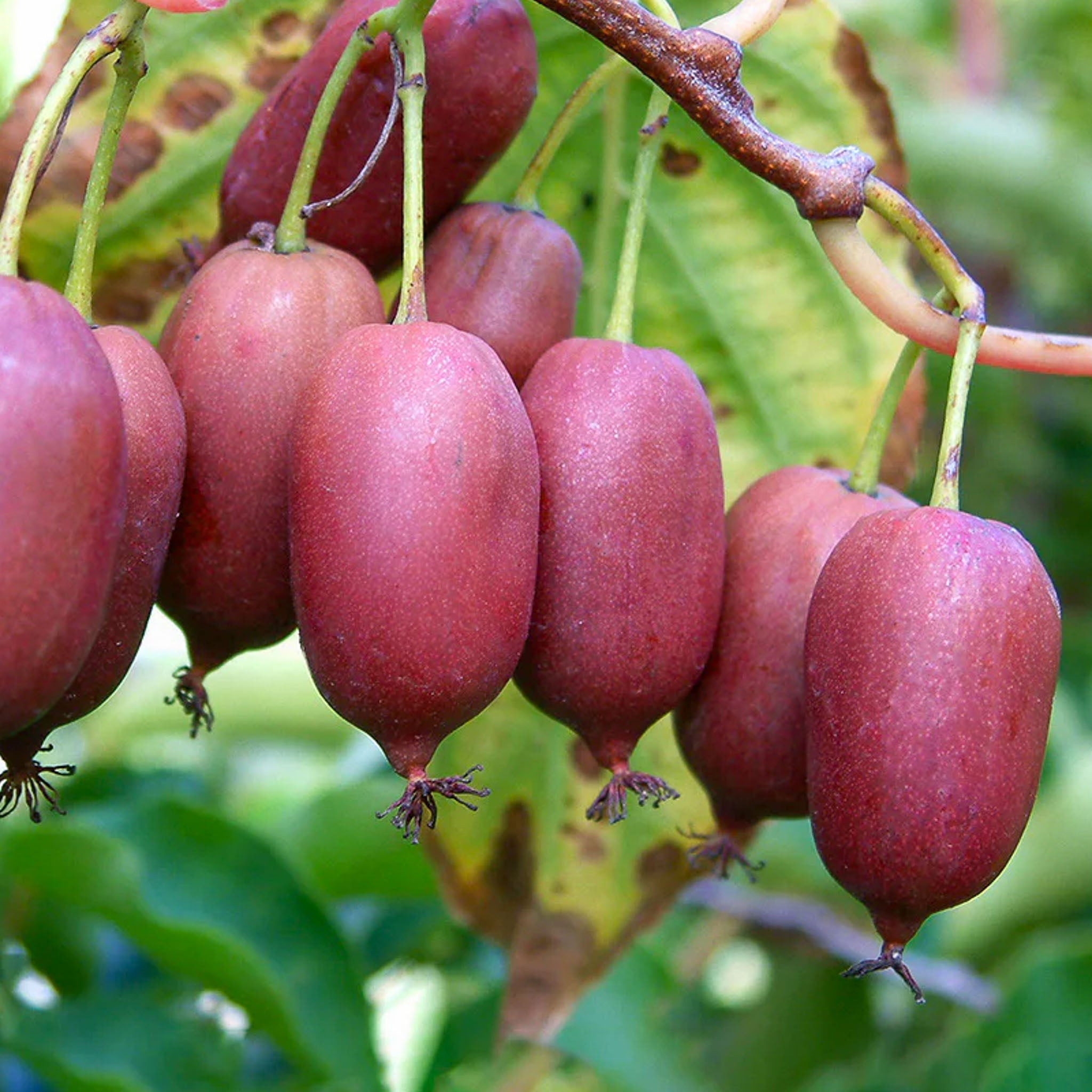 Kiwibeere 'Red Jumbo'