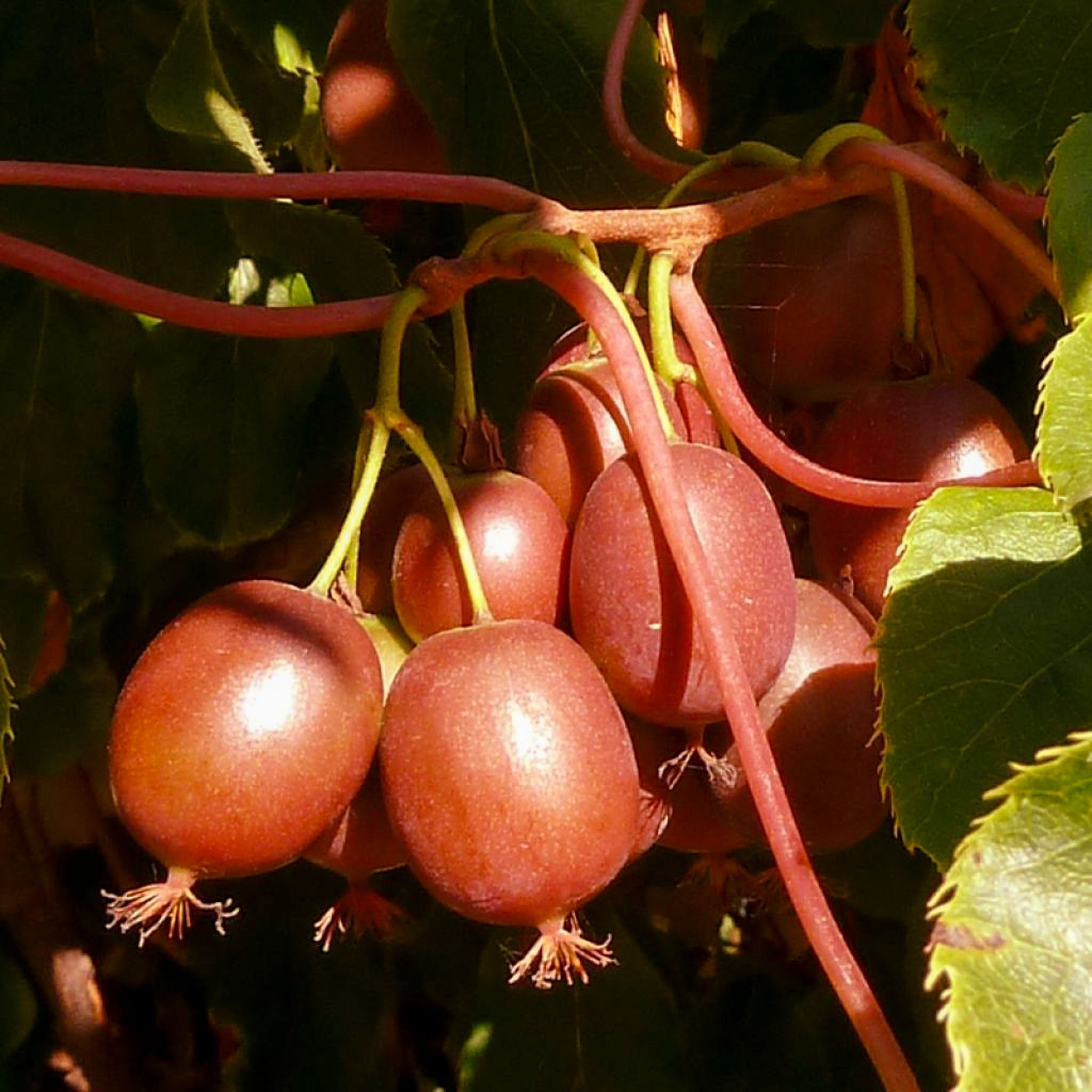 Kiwibeere 'Red Jumbo'