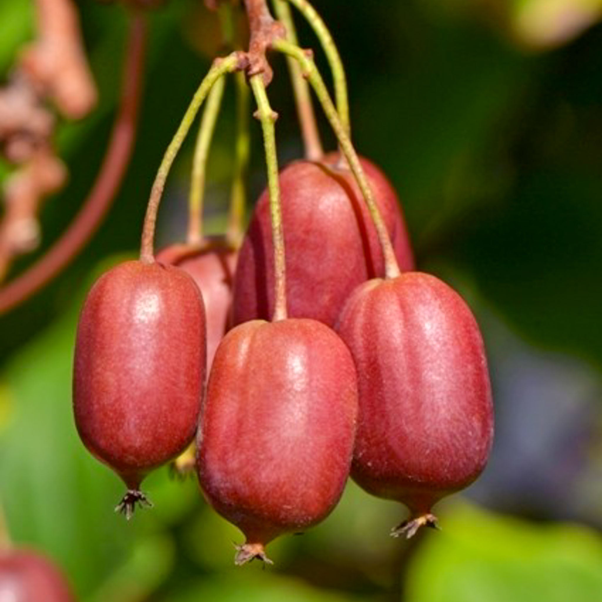 Kiwibeere 'Scarlet September'