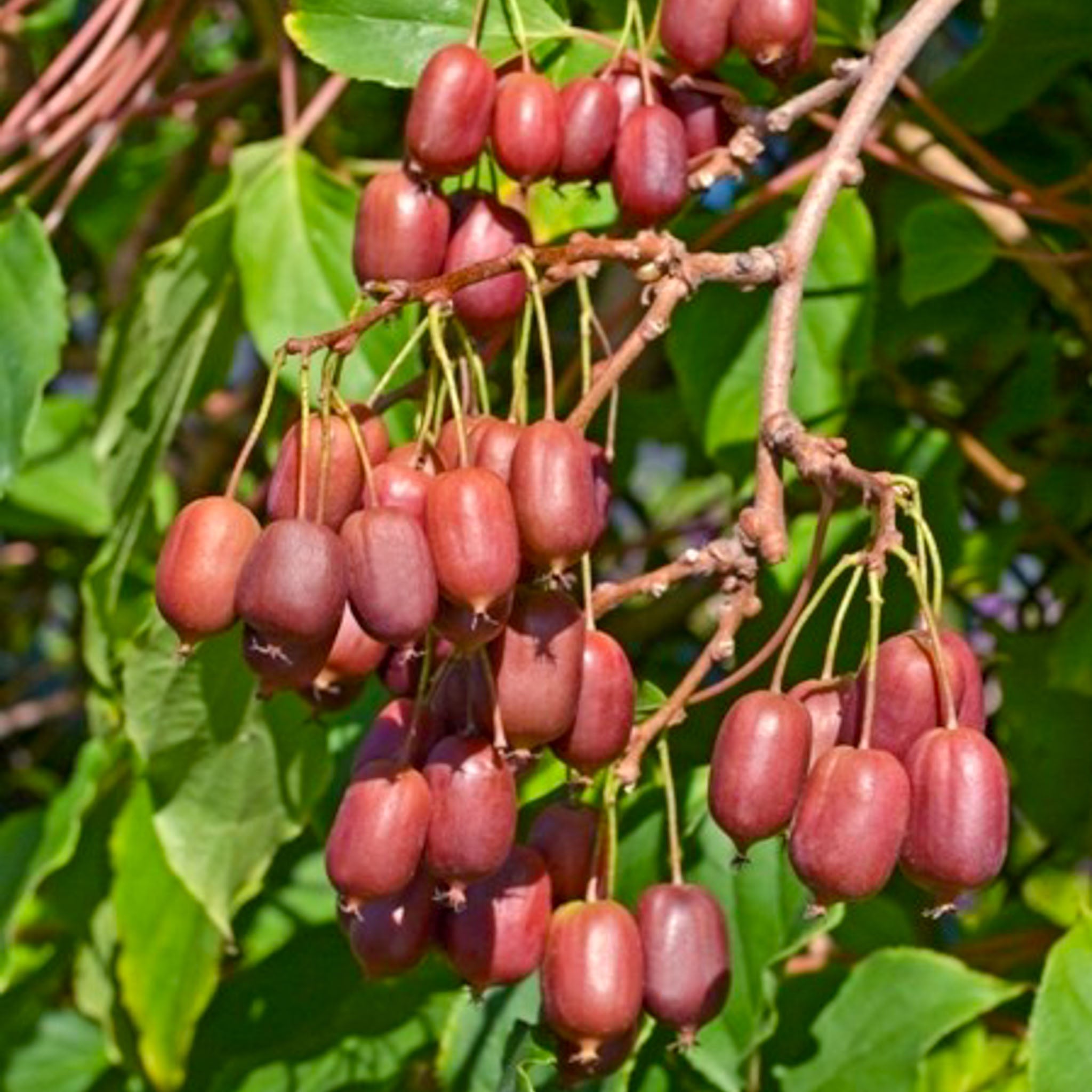 Kiwibeere 'Scarlet September'