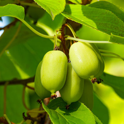 Kiwibeere 'Super Jumbo'