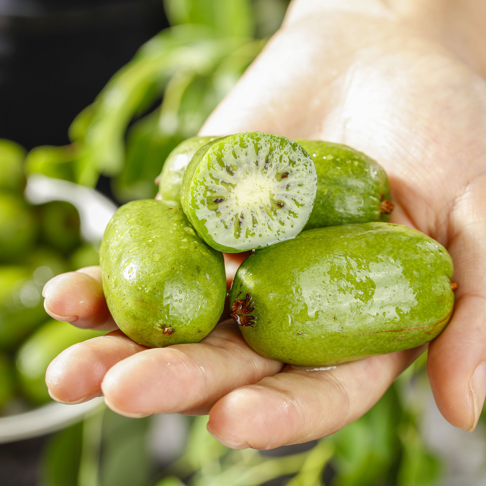 Kiwibeere 'Super Jumbo‘
