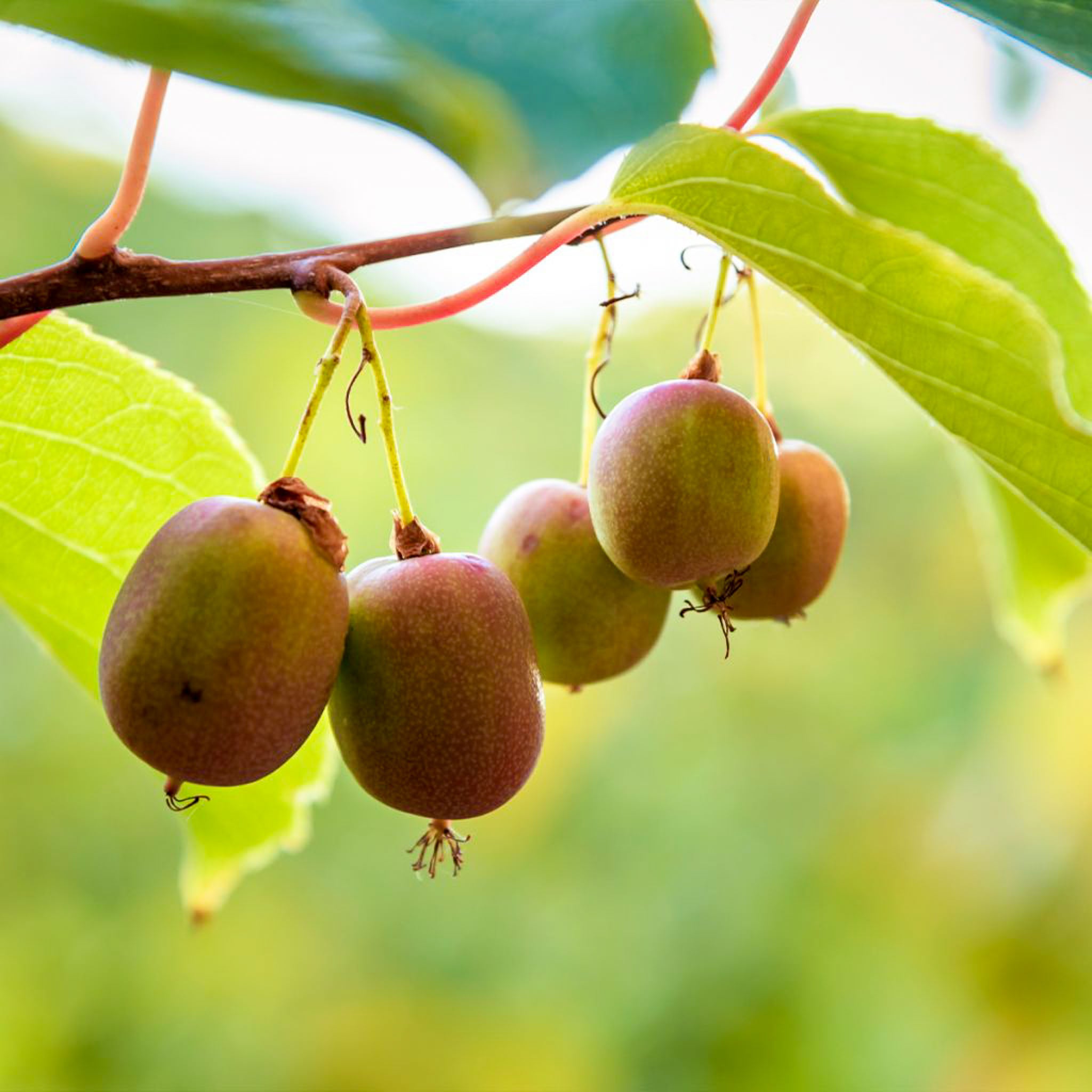 Kiwibeere 'Weiki'