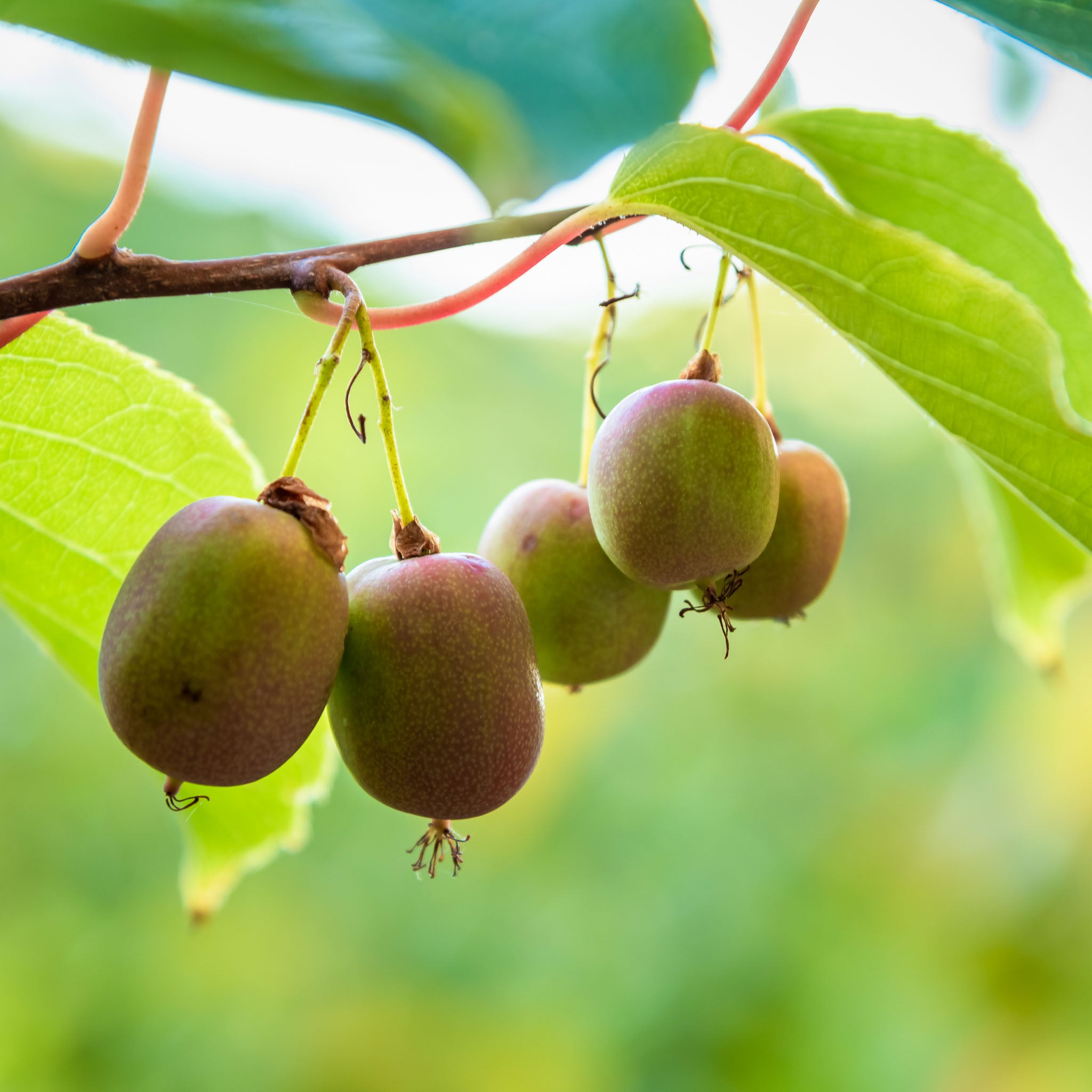 Kiwibeere 'Weiki'