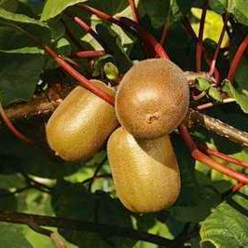 Kiwi 'Golden Kiwi'