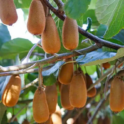 Kiwi 'Bruno'
