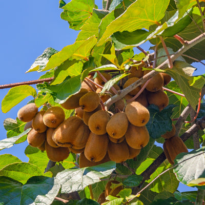 Kiwi 'Bruno'