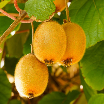 Kiwi 'Hayward'