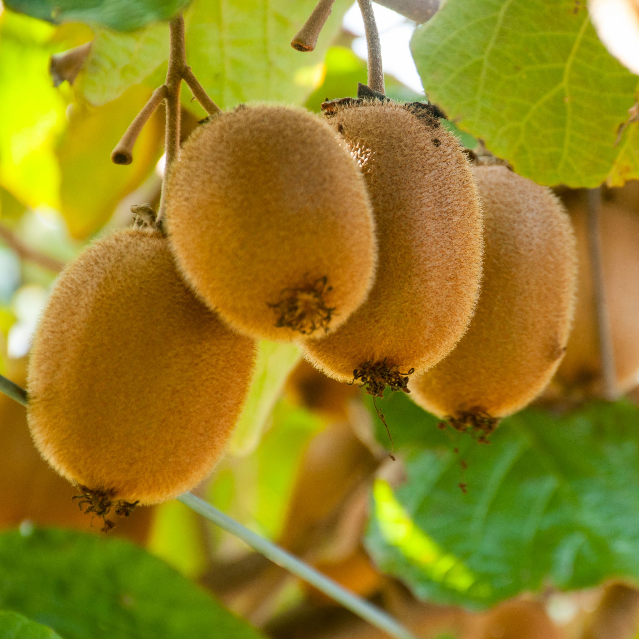 Echte Kiwi 'Hayward'