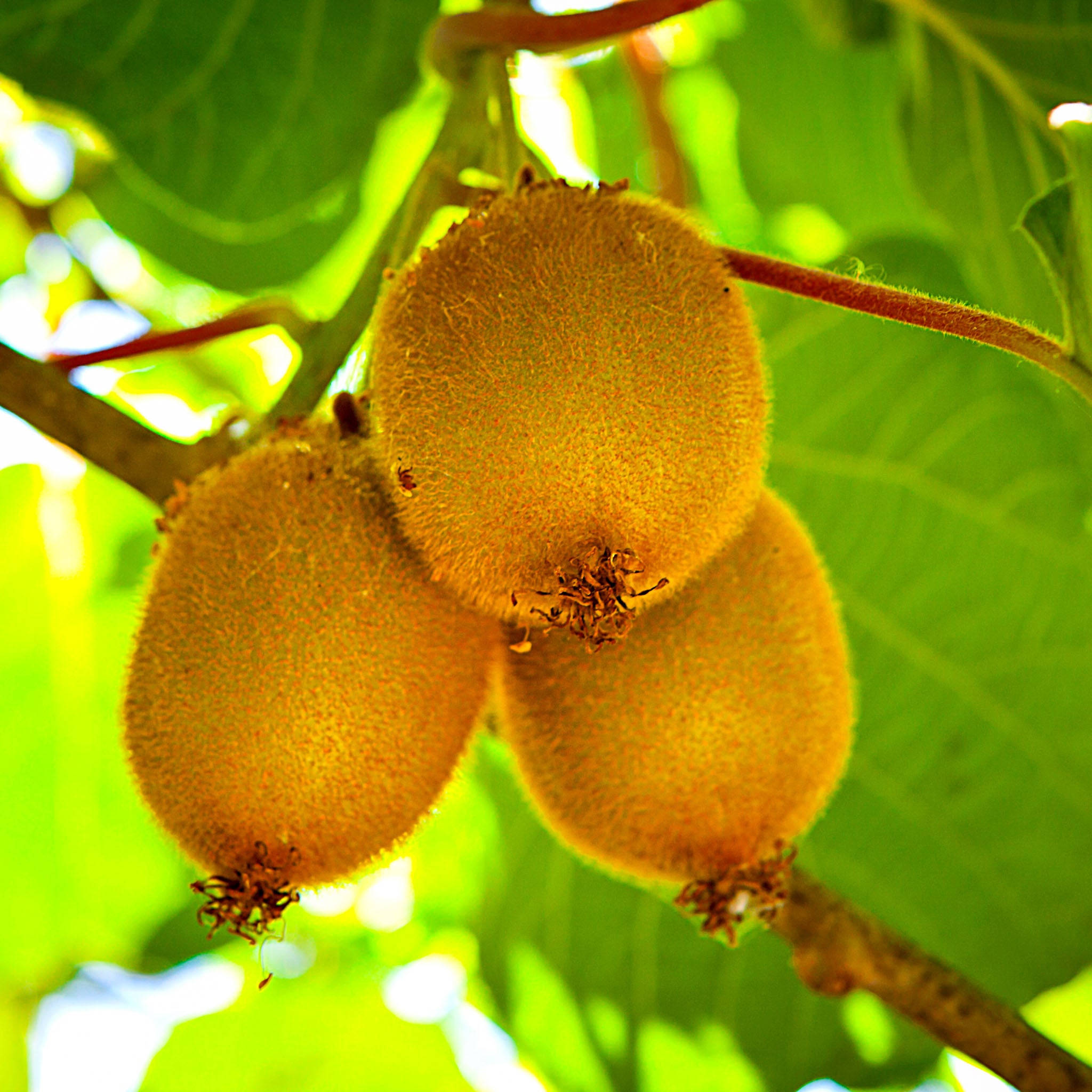 Echte Kiwi 'Hayward'