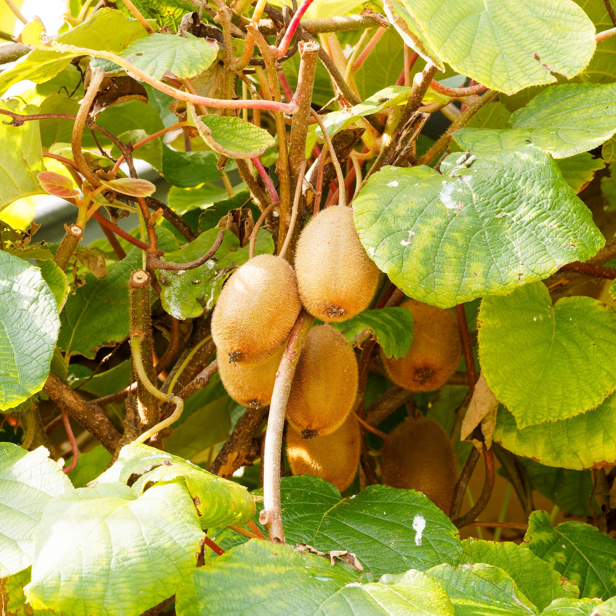 Selbstfruchtbare Kiwi 'Jenny'