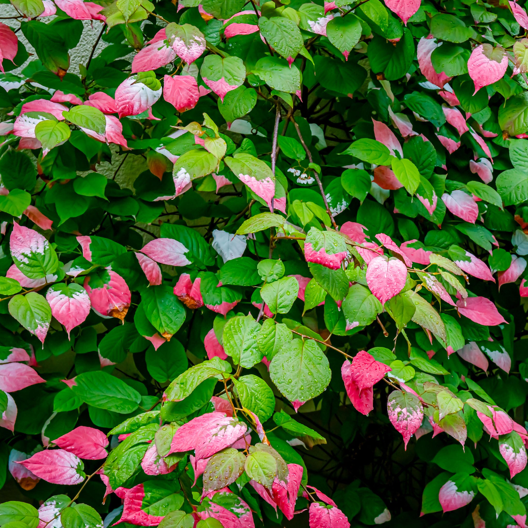 Sibirische Kiwi 'Adam'