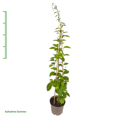 Sibirische Kiwi 'Vitakola'