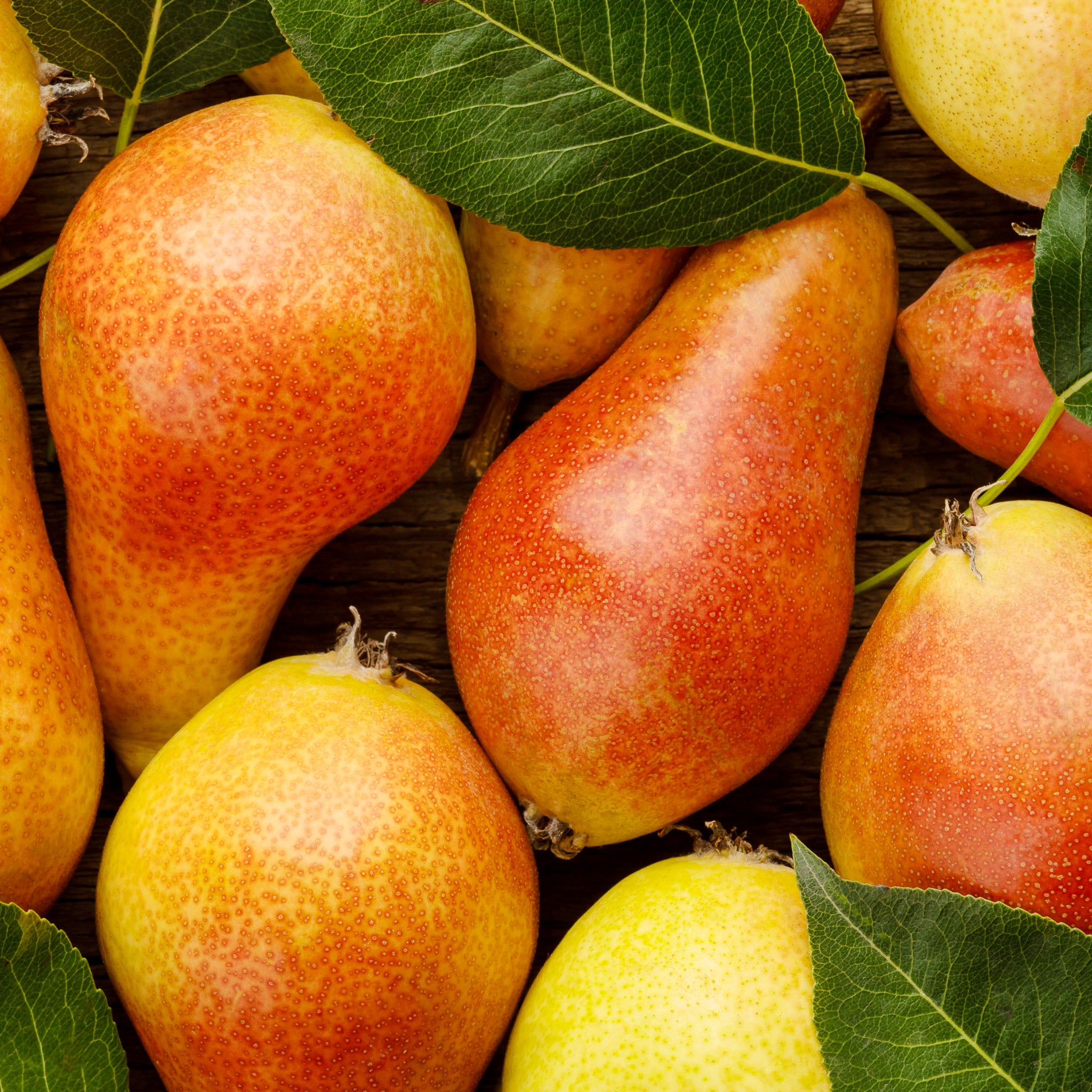 Birne 'Gute Luise' Halbstamm