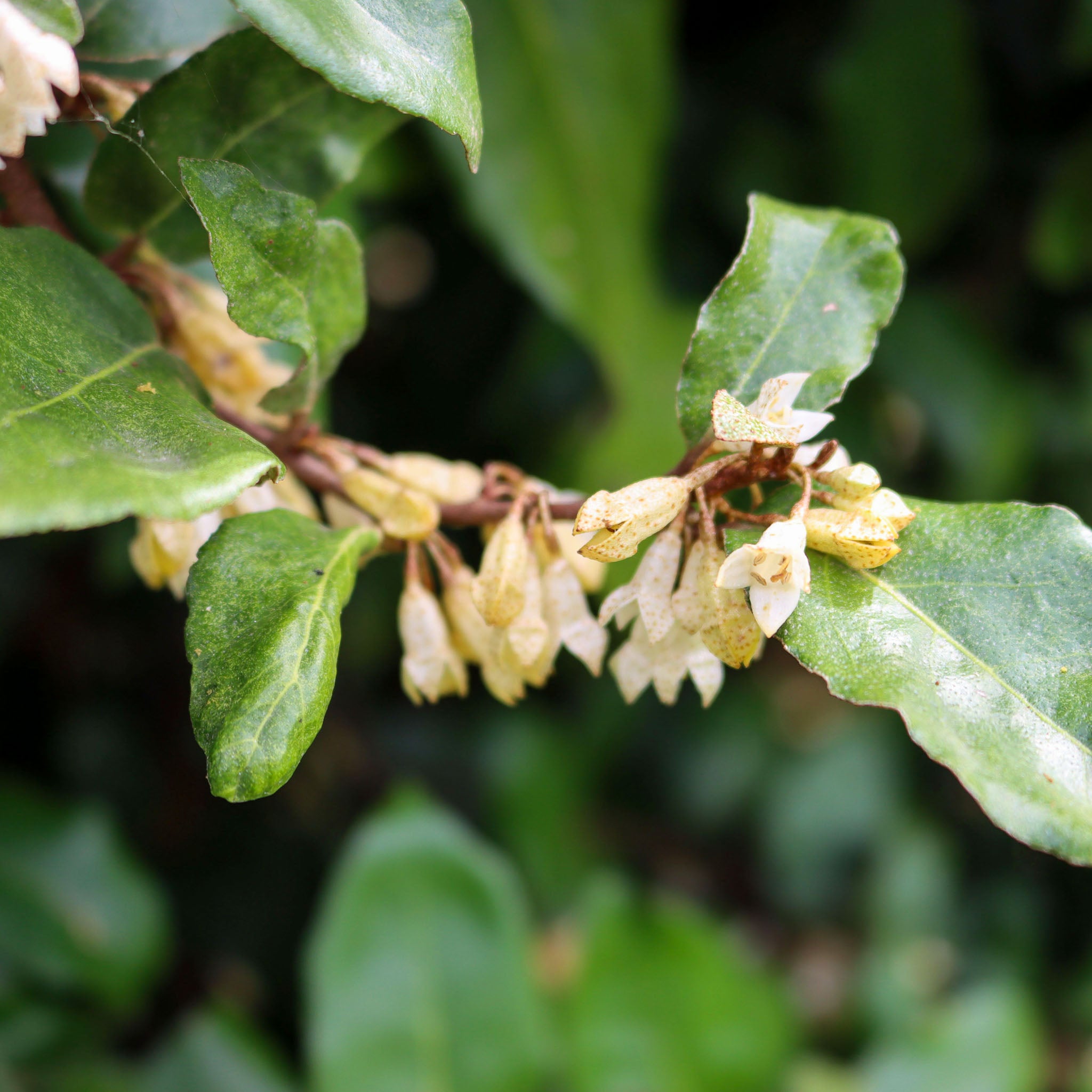 Wintergrüne Ölweide 'Compacta'
