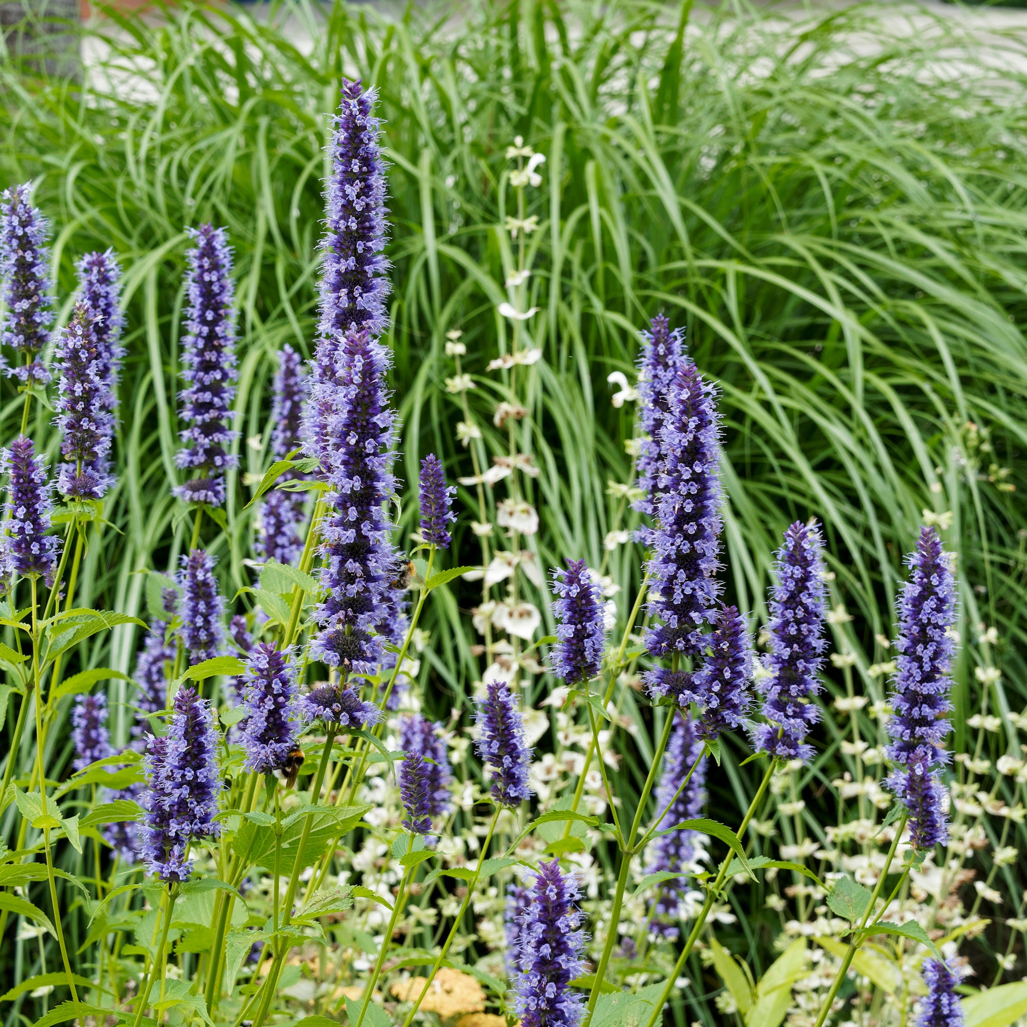 Anis-Duftnessel 'Blue Fortune'