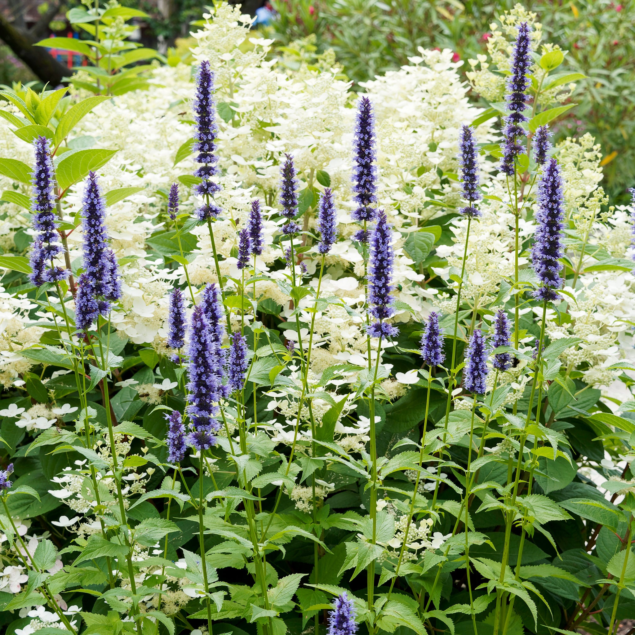 Anis-Duftnessel 'Blue Fortune'