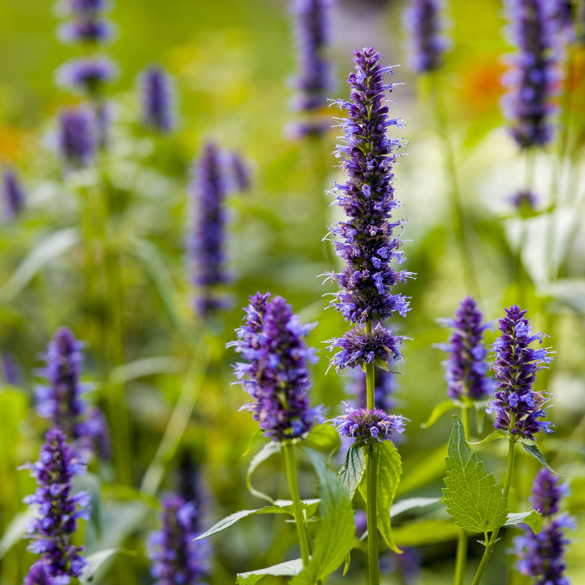 Anis-Duftnessel 'Blue Fortune'