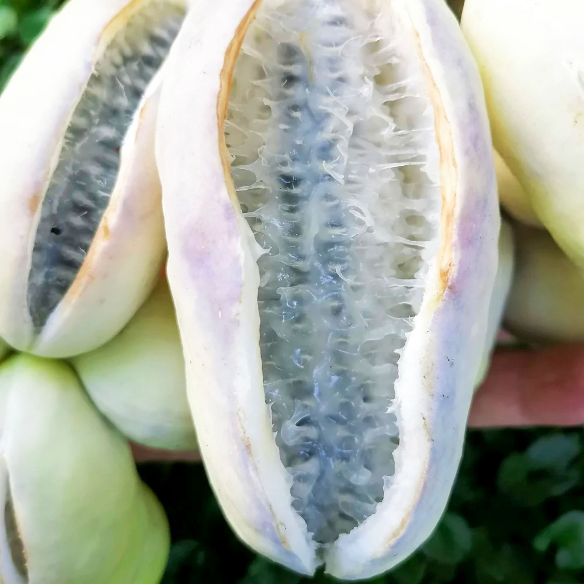 Schokoladenwein 'Cream Form'