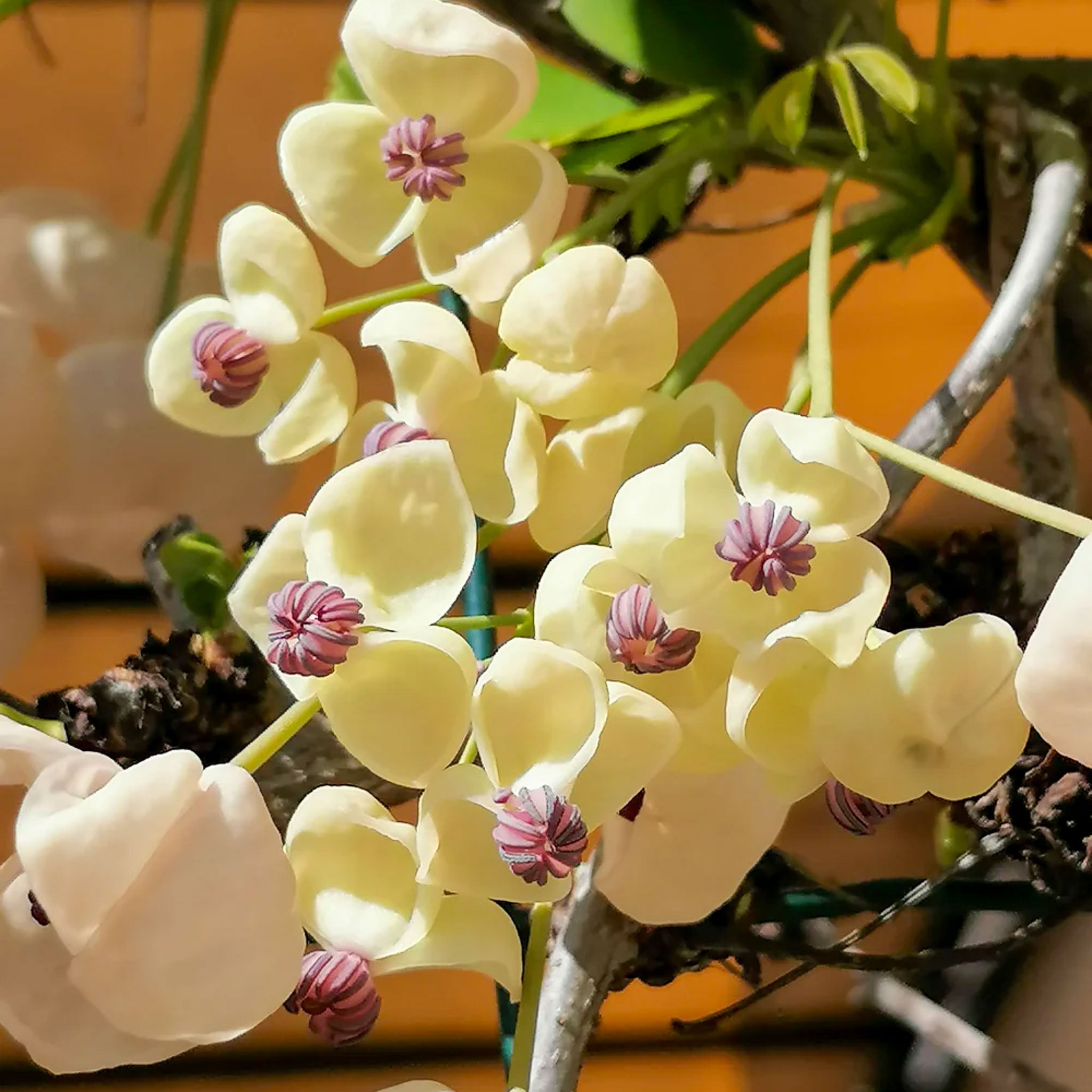 Schokoladenwein 'Cream Form'