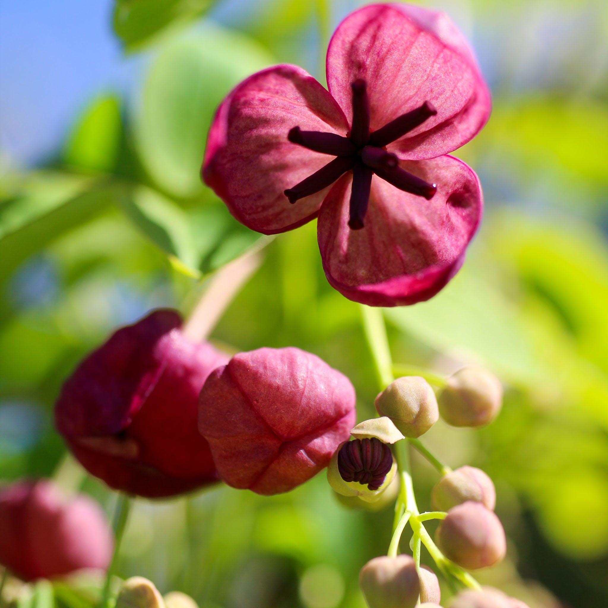 Schokoladenwein 'Wildform'