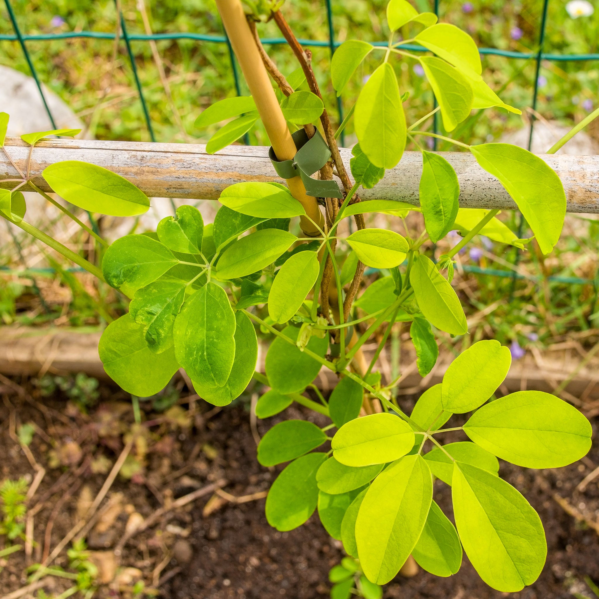 Schokoladenwein 'Wildform'