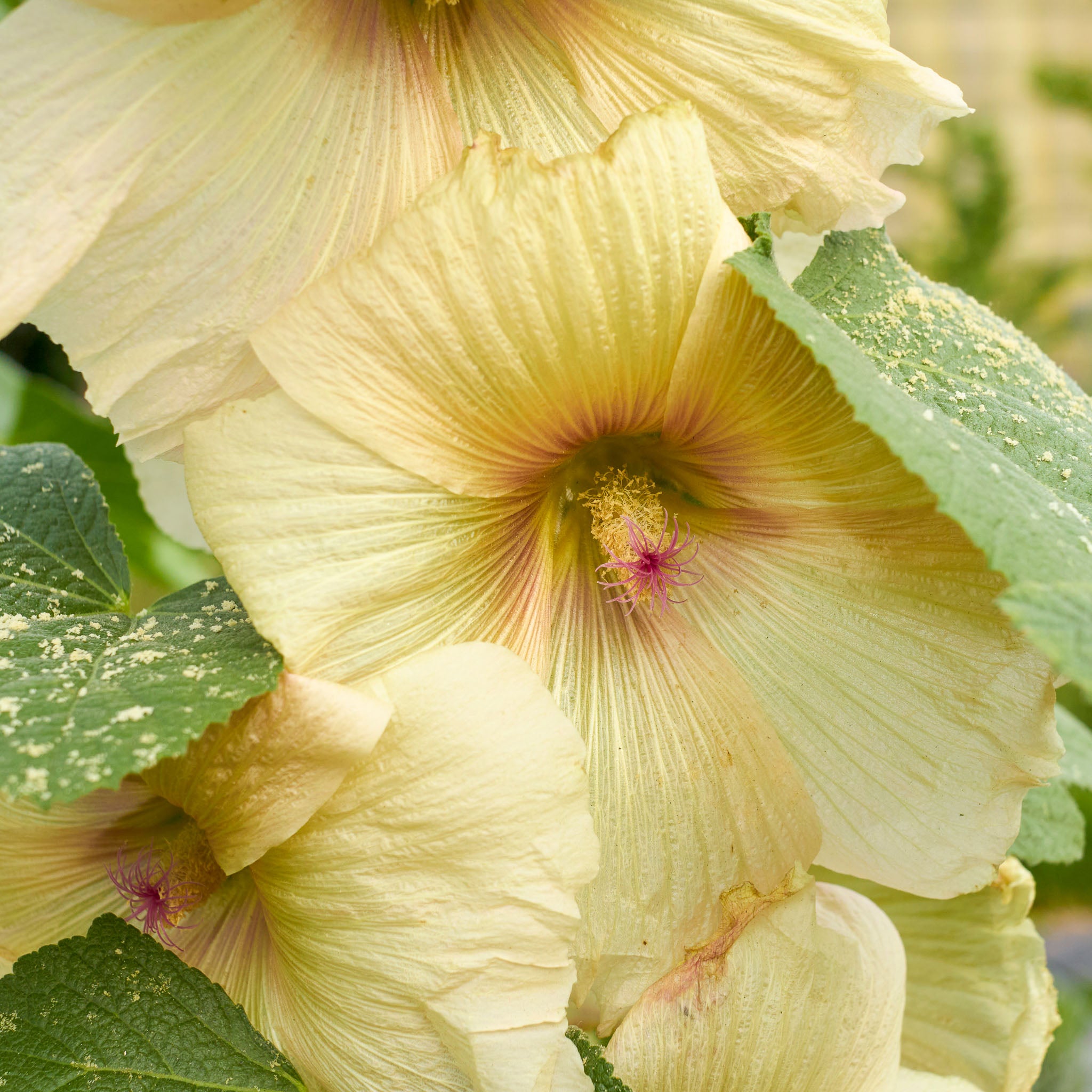 Stockrose 'Gelb'