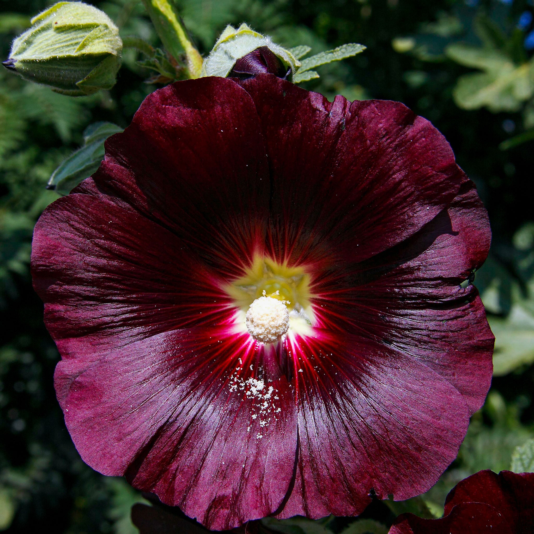 Stockrose 'Nigra'