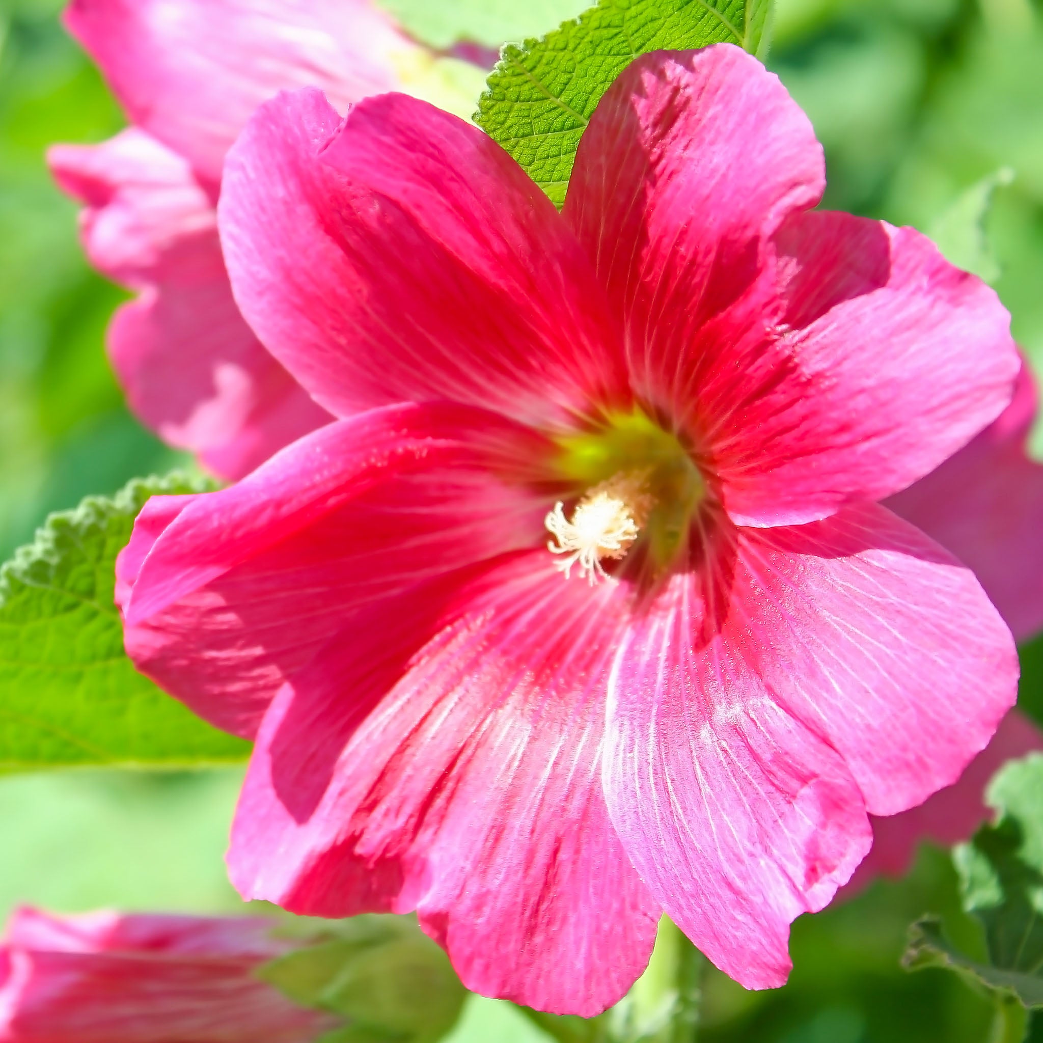 Stockrose 'Rosa'