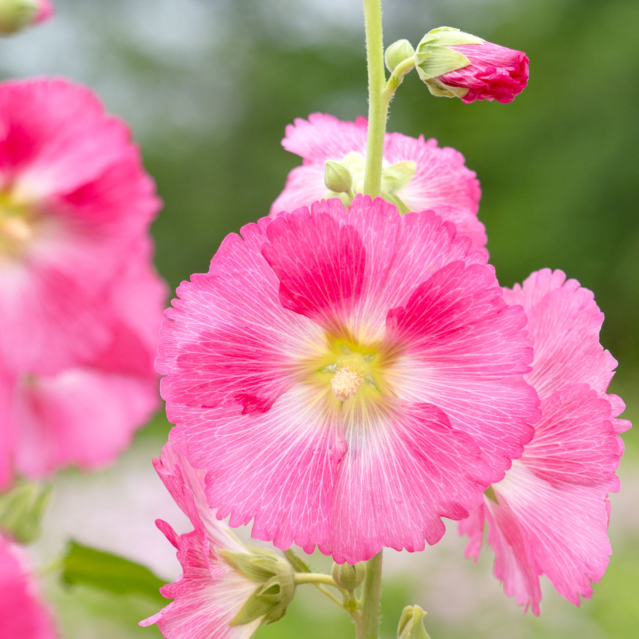 Stockrose 'Rosa'