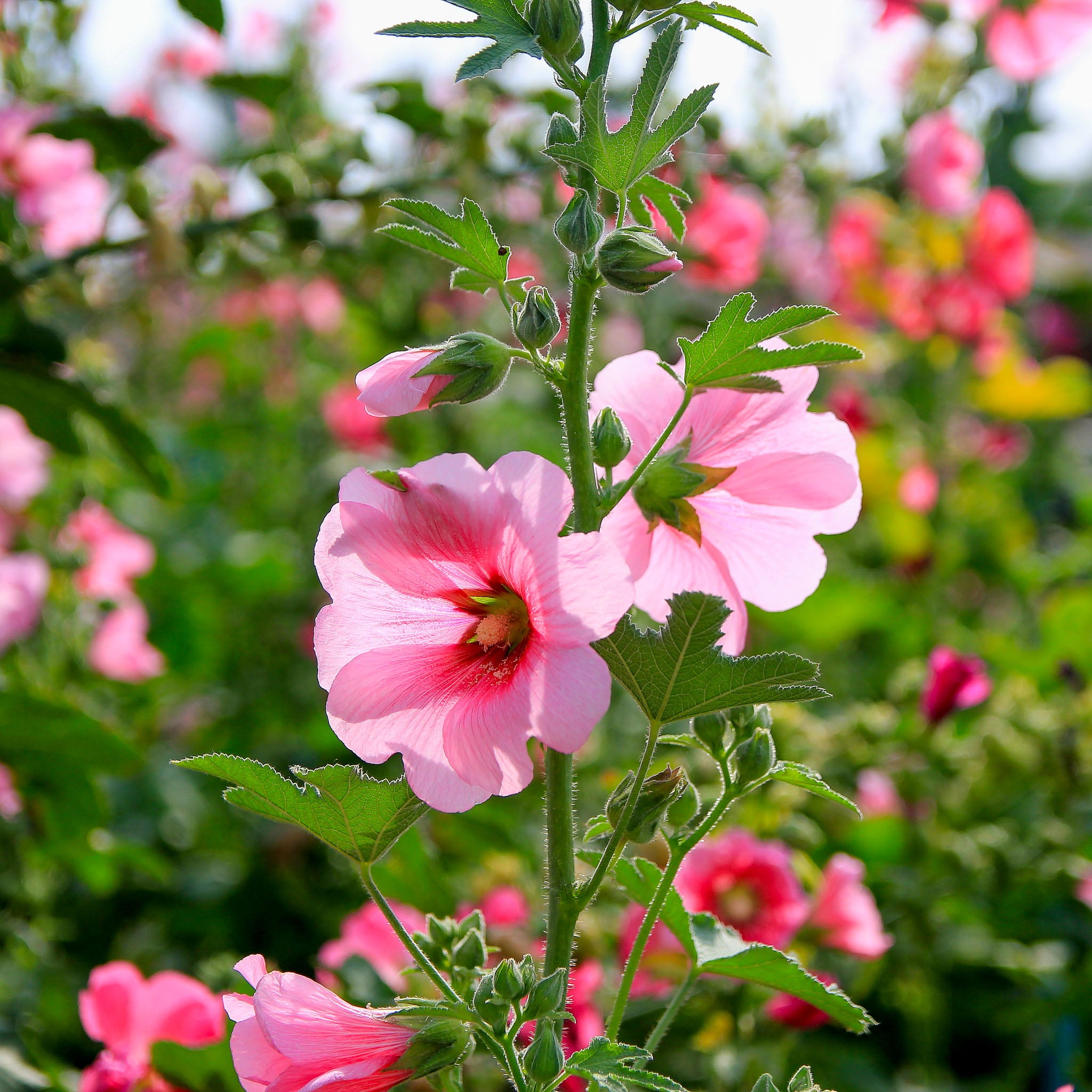 Stockrose 'Rosa'