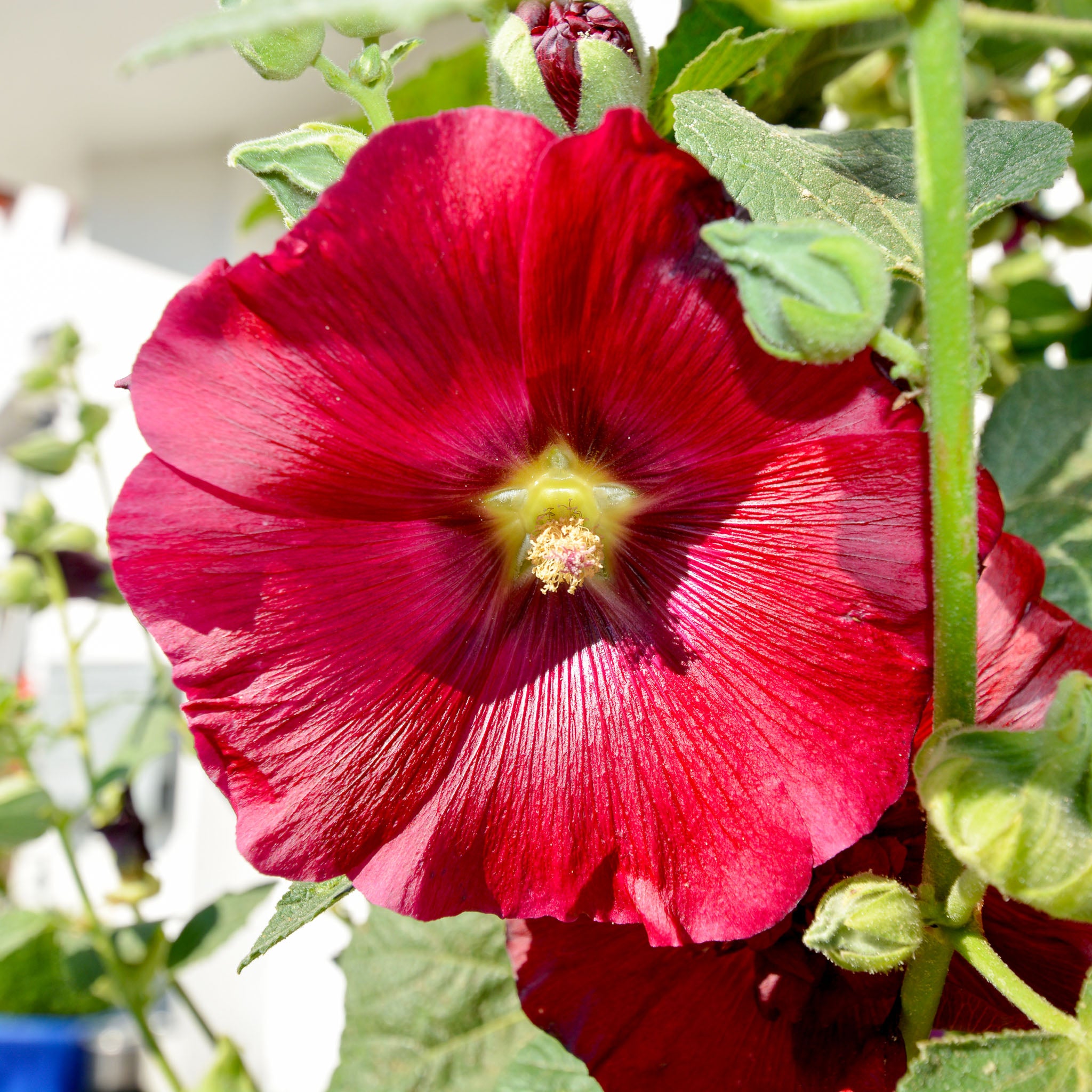 Stockrose 'Rot'
