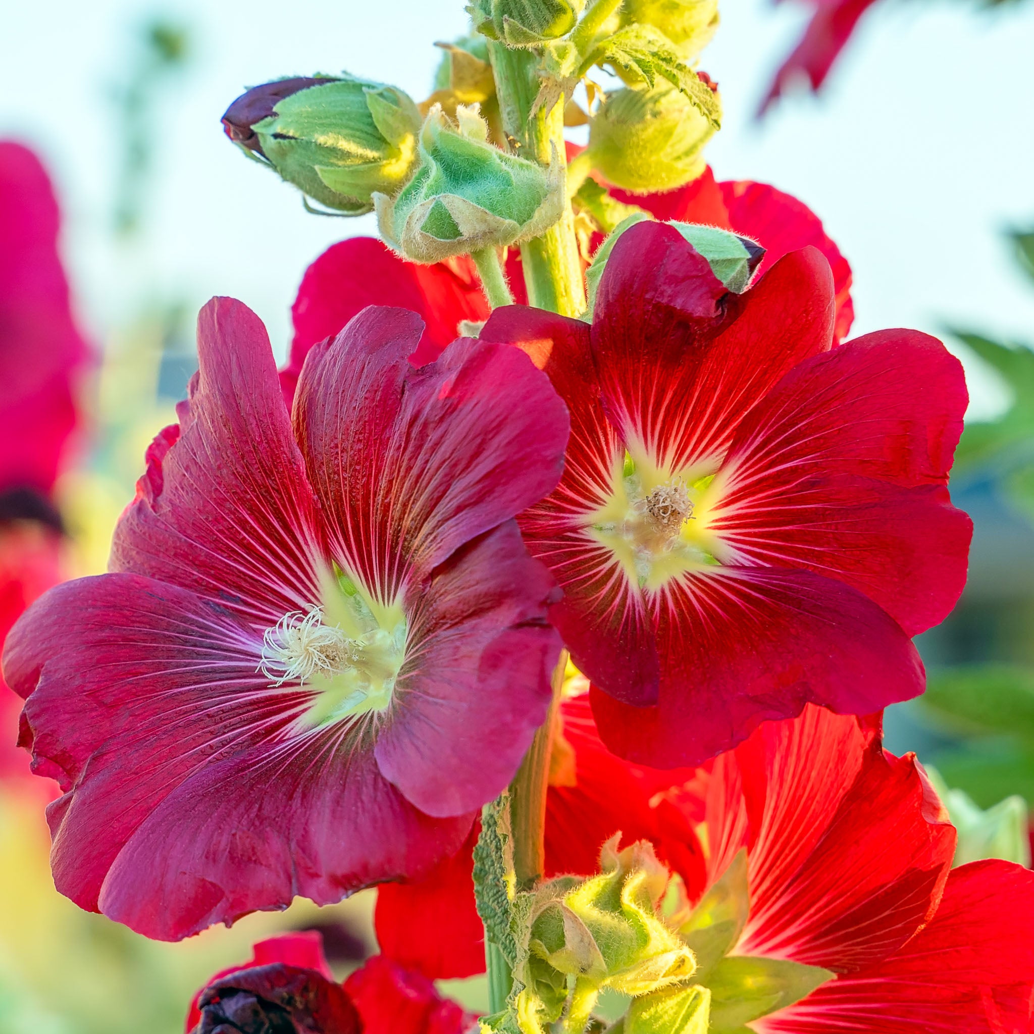 Stockrose 'Rot'