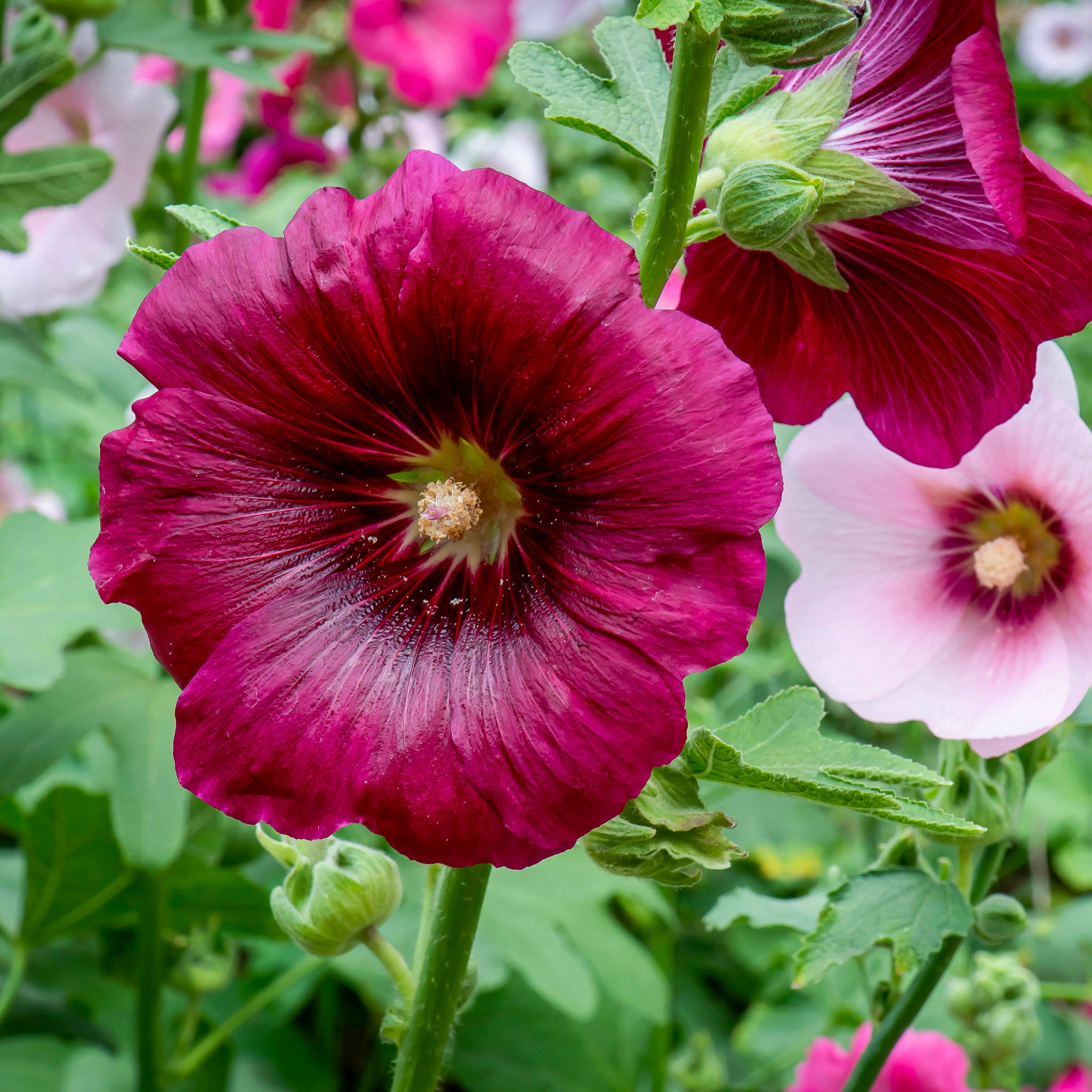 Stockrose 'Rot'